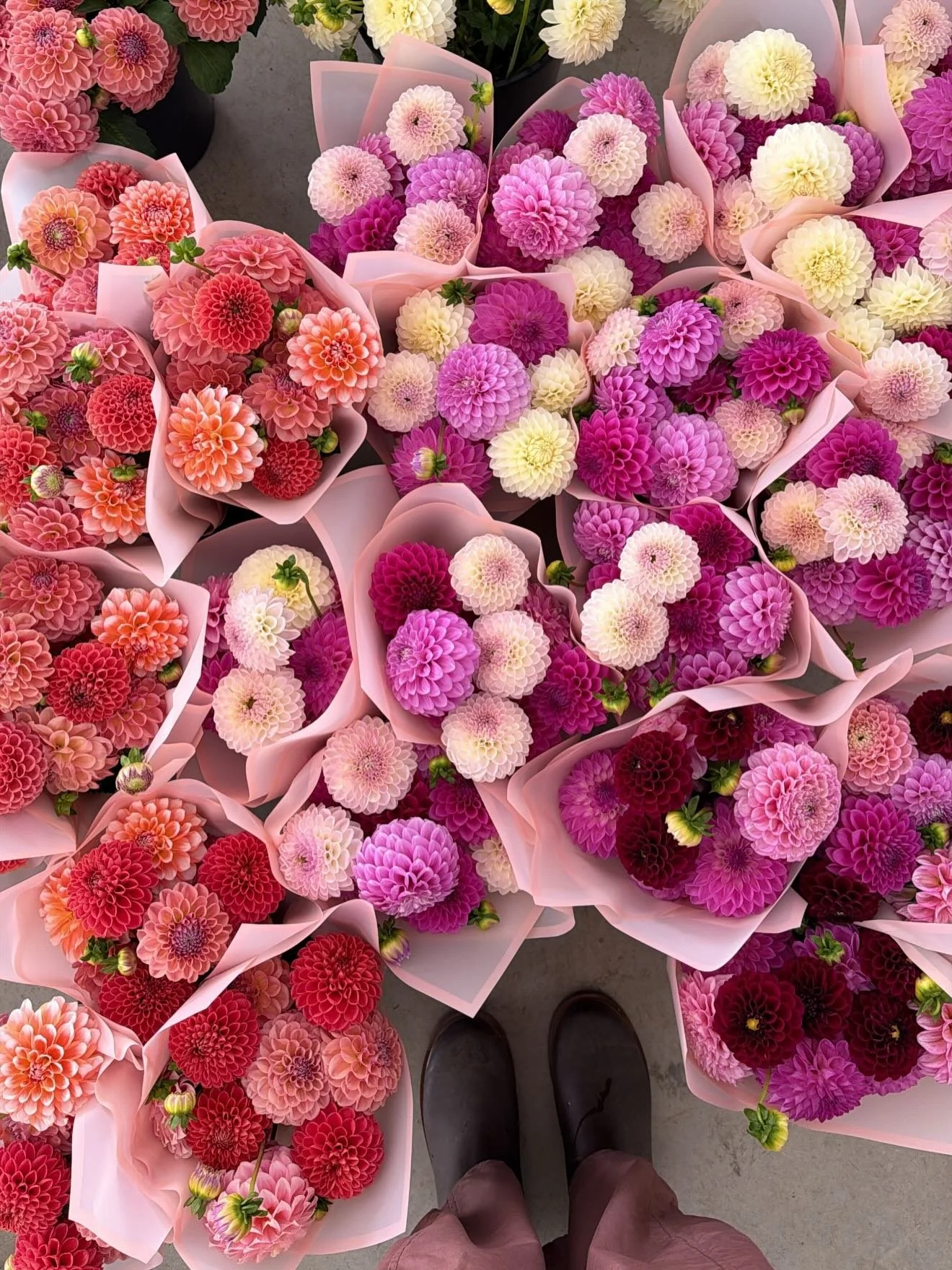 Today marks the last day of sharing our dahlia bunches with you at the patisserie. 🌸

Thank you to everyone who has supported us and picked up a bunch over the last two months. We&rsquo;ve loved receiving your images and messages and we are so grate