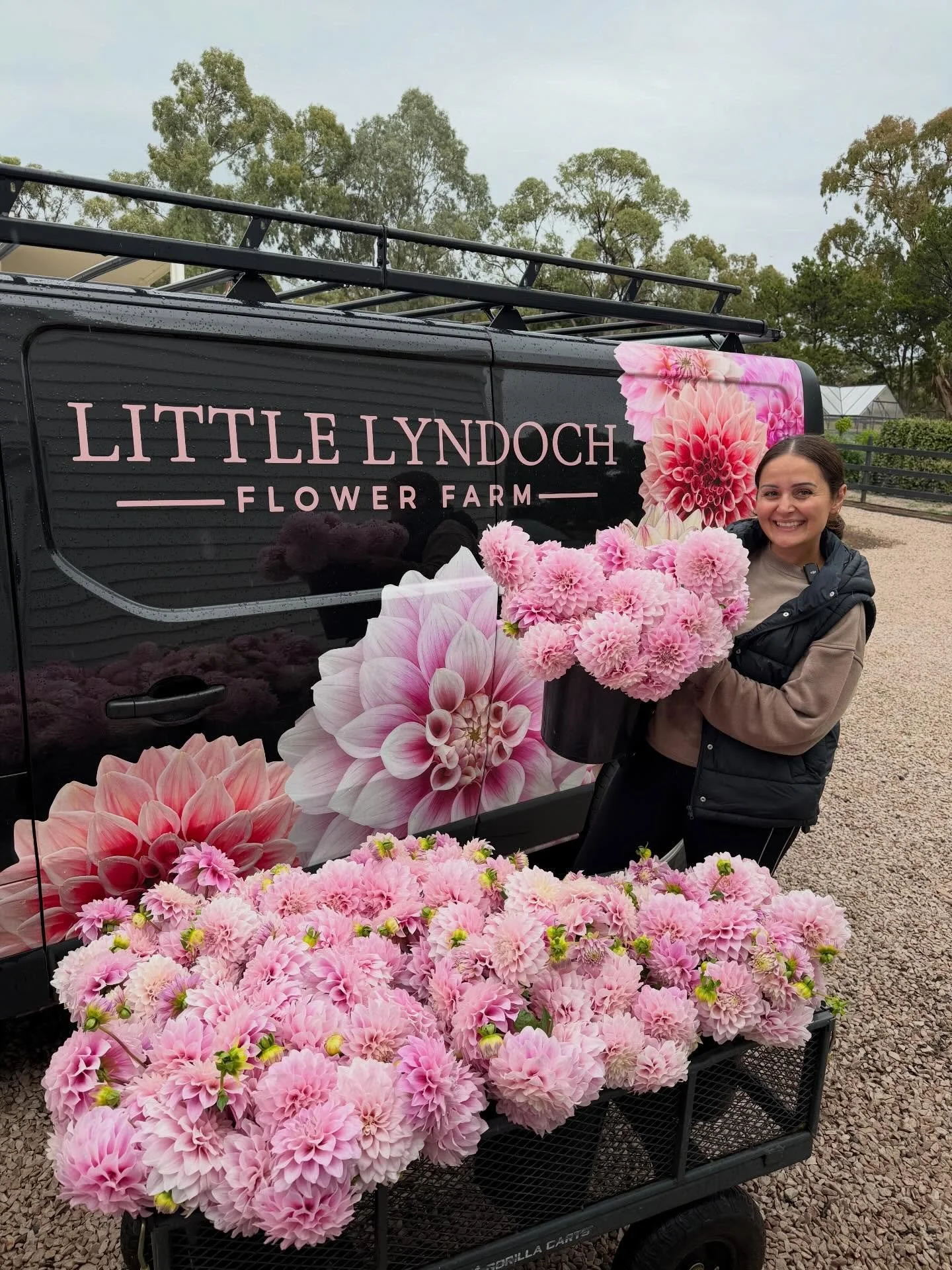 Today we hit a milestone on our farm&hellip; harvesting our first full flower cart of Little Lyndoch First Love 🤍

What started as one tiny seed has turned into four years of observing, learning and honestly just being in complete awe of what Mother