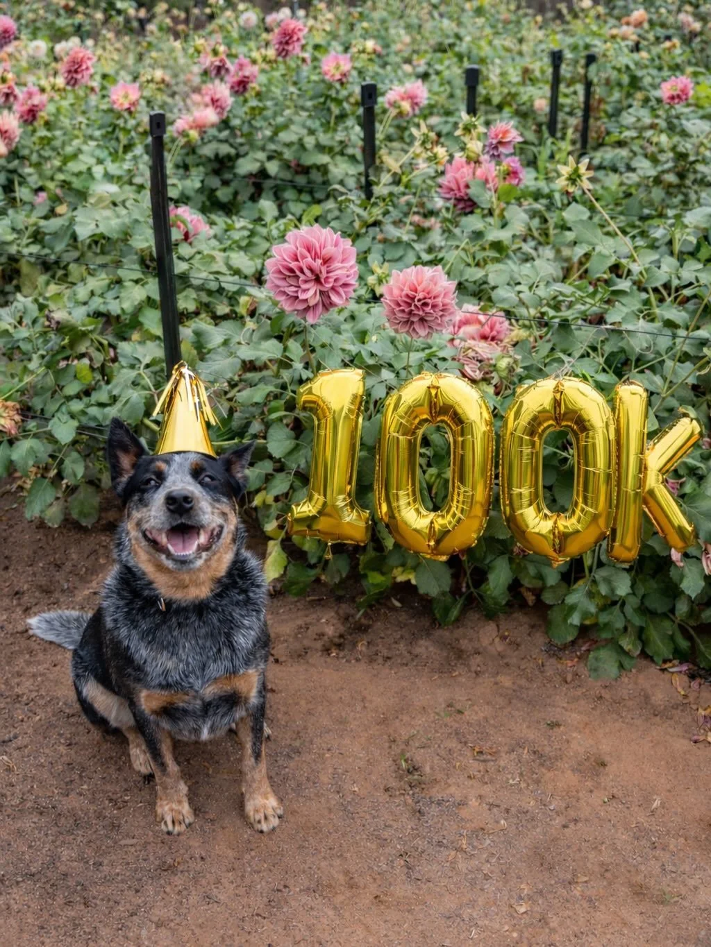 Here&rsquo;s to 100K!!! 🎉🎉🎉

Seven years ago, on April 27th 2019, we started this page to share the very beginning of our cutting garden&hellip; showing up each day, sharing what we were learning along the along the way with no idea what Little Ly