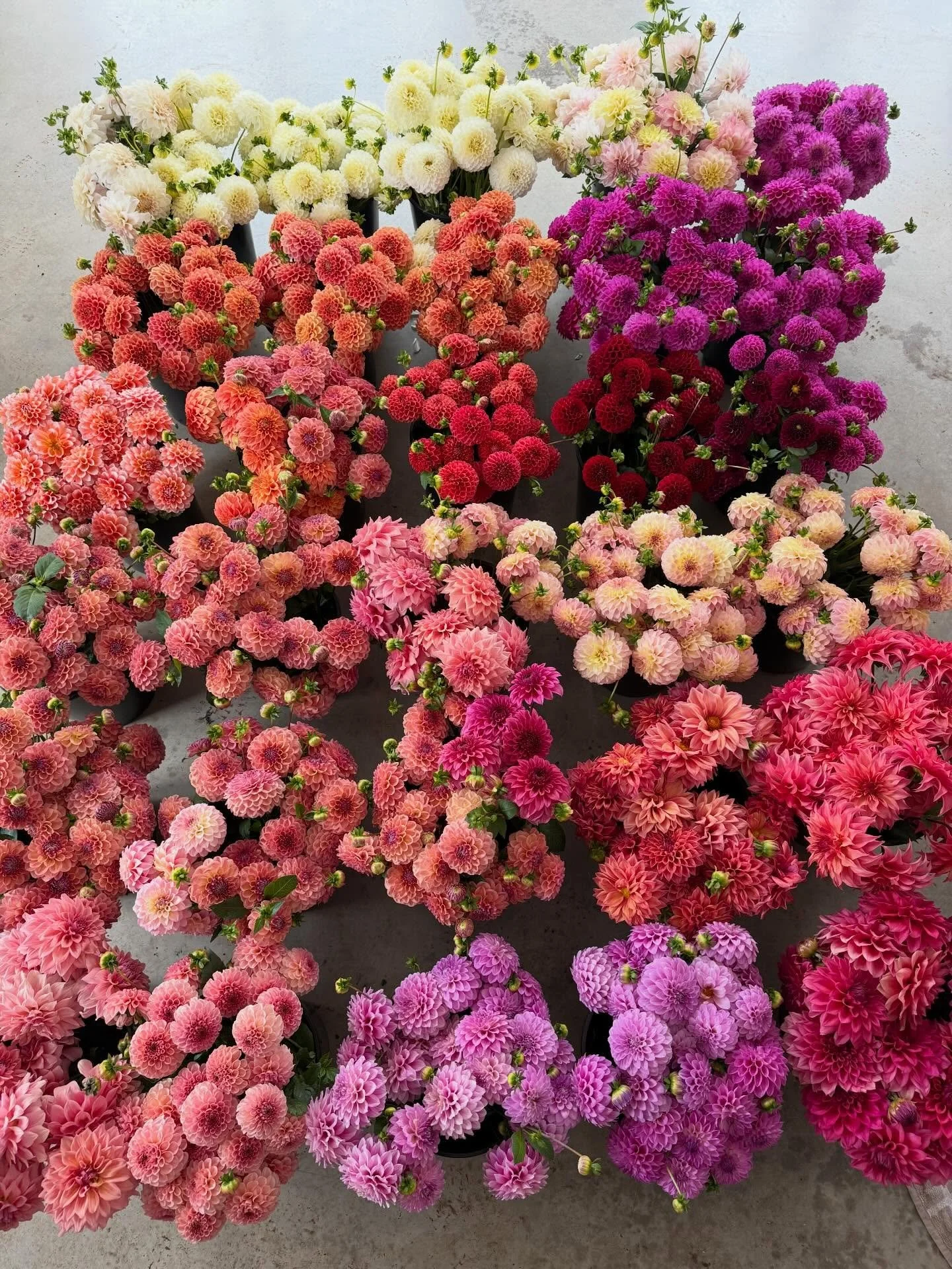 Yesterday we picked our final harvest for the season! 
Now the garden will start to slow&hellip; we&rsquo;ll let the flowers go to seed, finish up our tagging, and capture the last of it all before we start to dig and divide.

It&rsquo;s been such a 