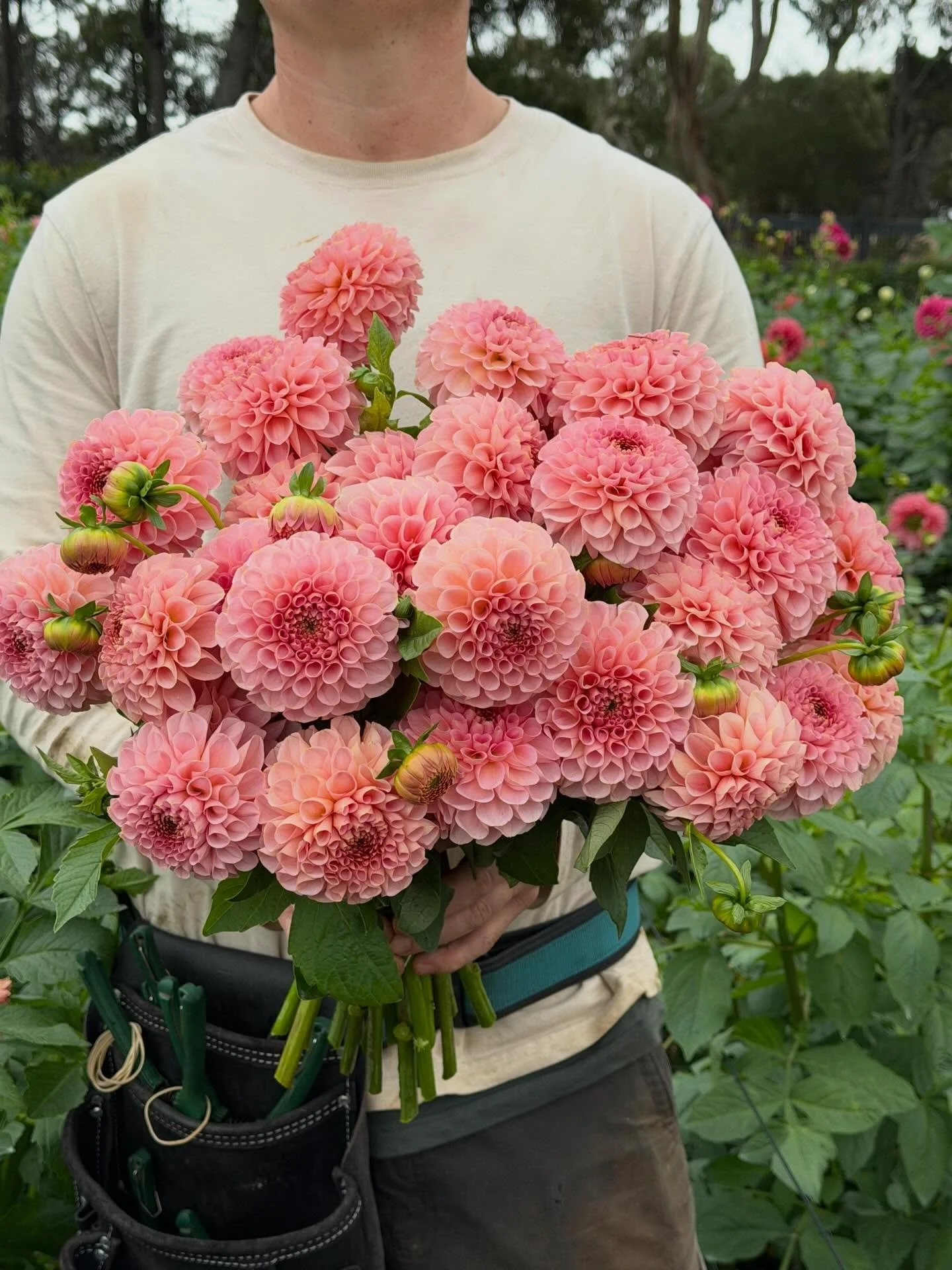 Going through my phone this morning and wow! We have so many pretty flower photos from this season to share. These shots of Salmon Joy were taken in one of our last harvests of the season. ✨