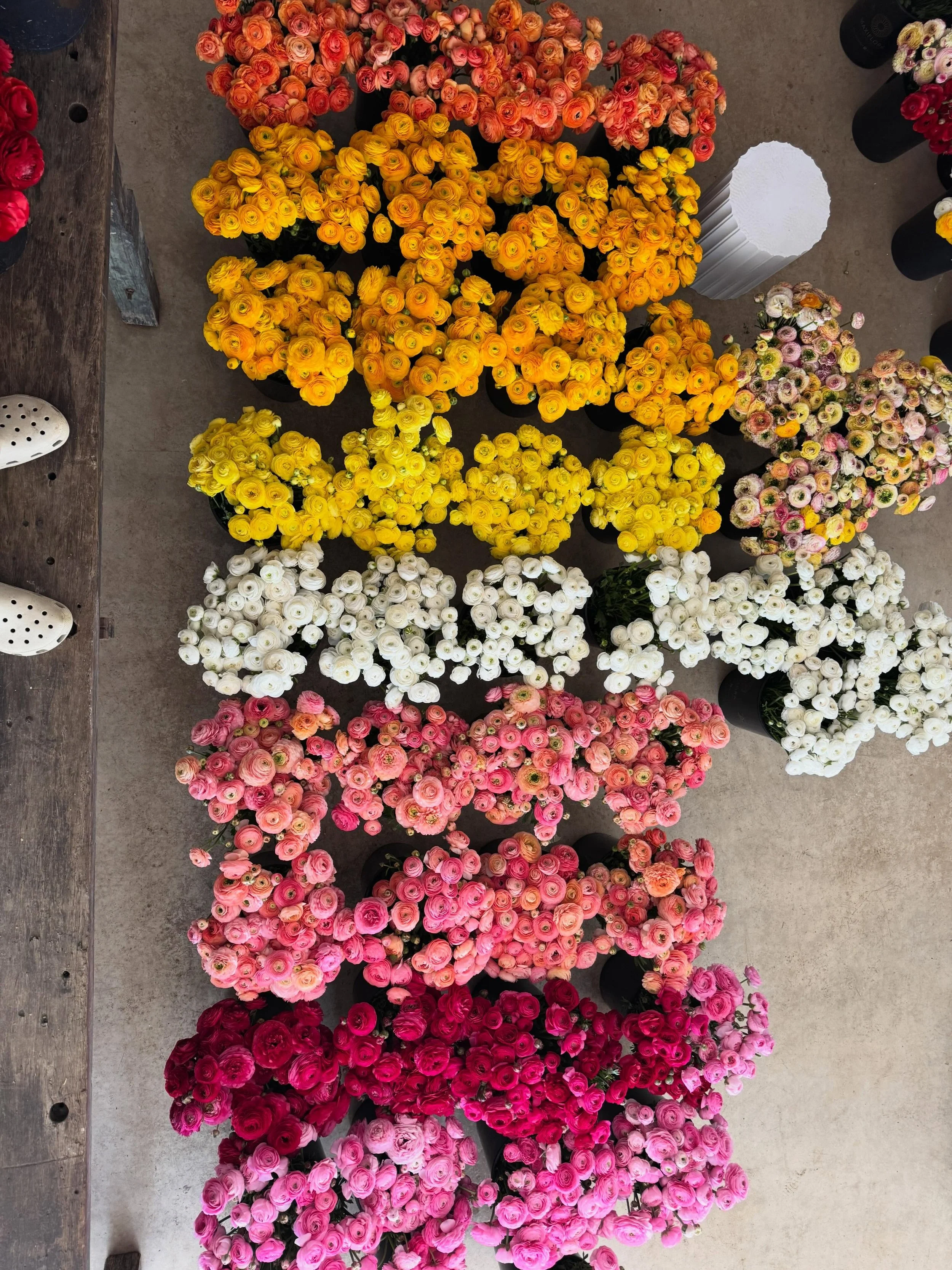 I had my afternoon coffee and started daydreaming about ranunculus. Only a few months away until we have a sea of ranunculus in our studio. 🥰❤️