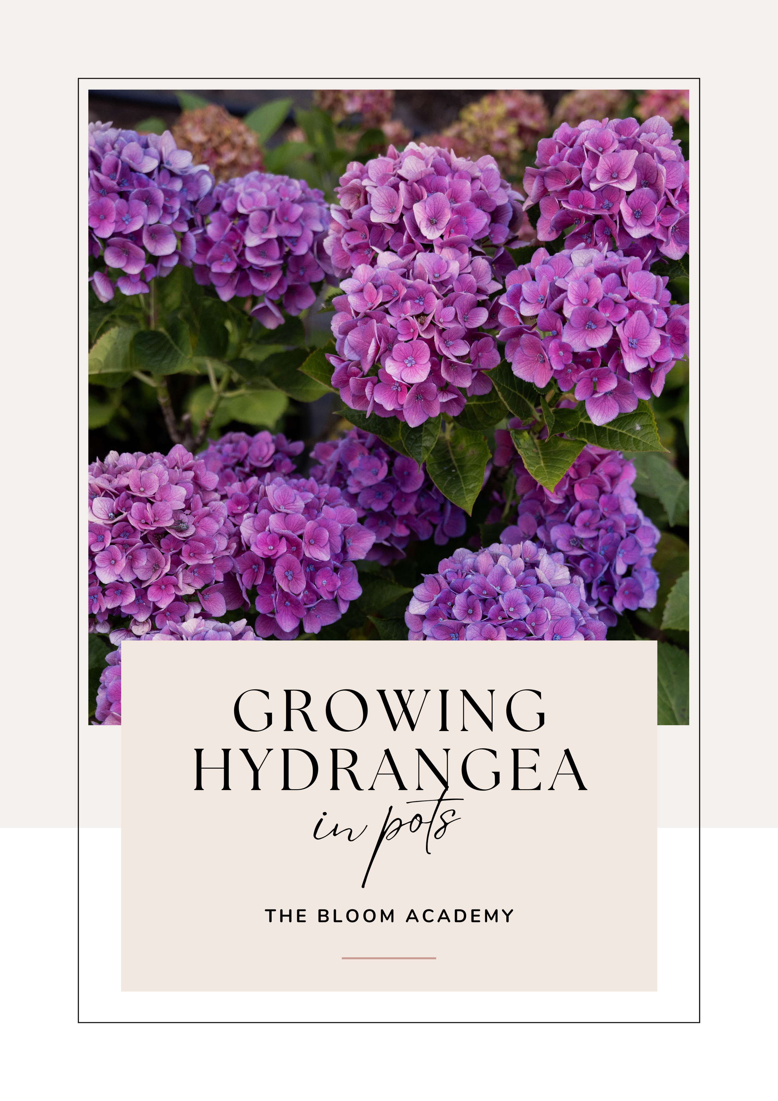 GROWING HYDRANGEAS IN POTS.png