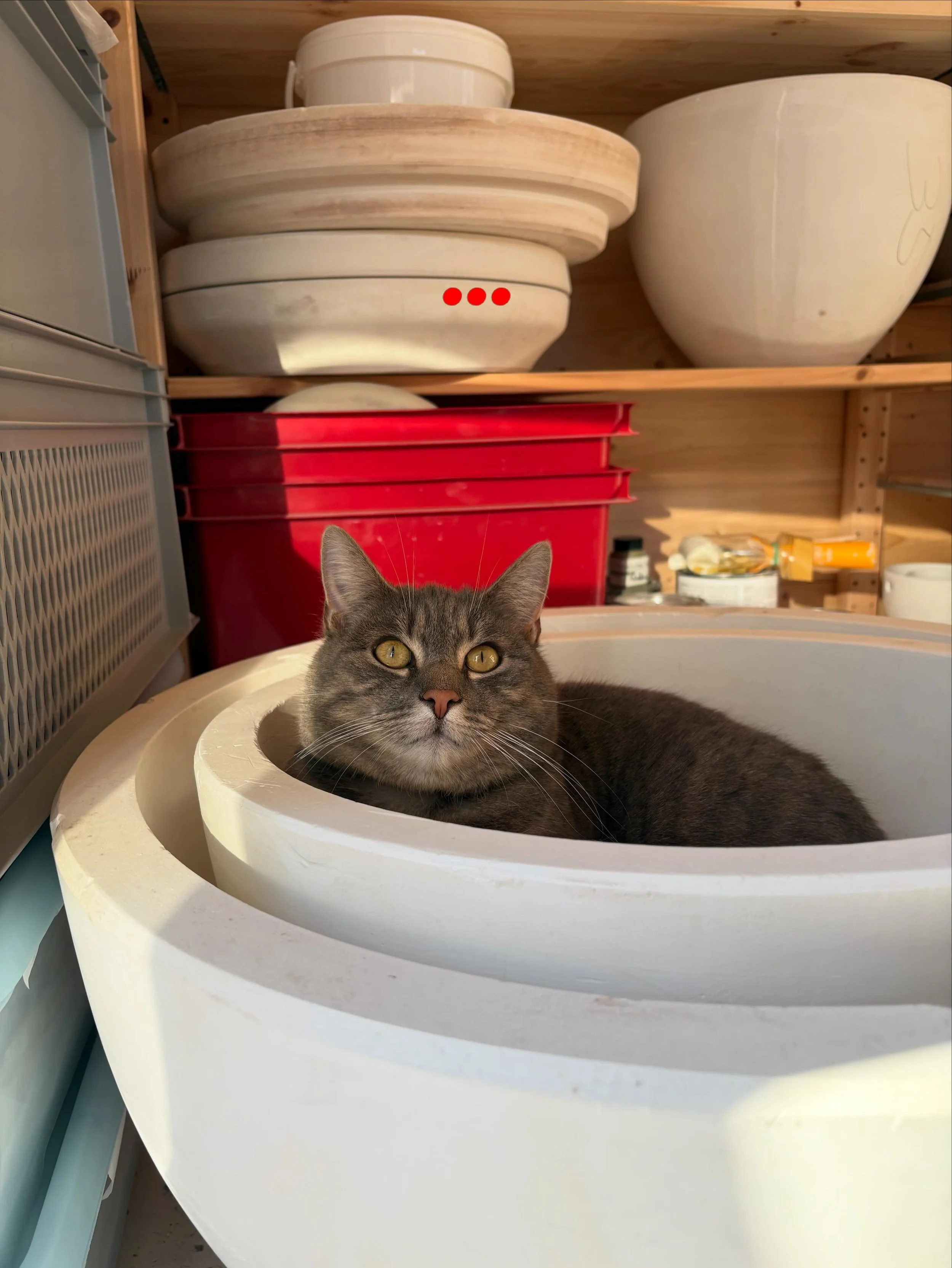 &hellip;
#potterystudio #cats #cermaics #sunsetvibes #visitor