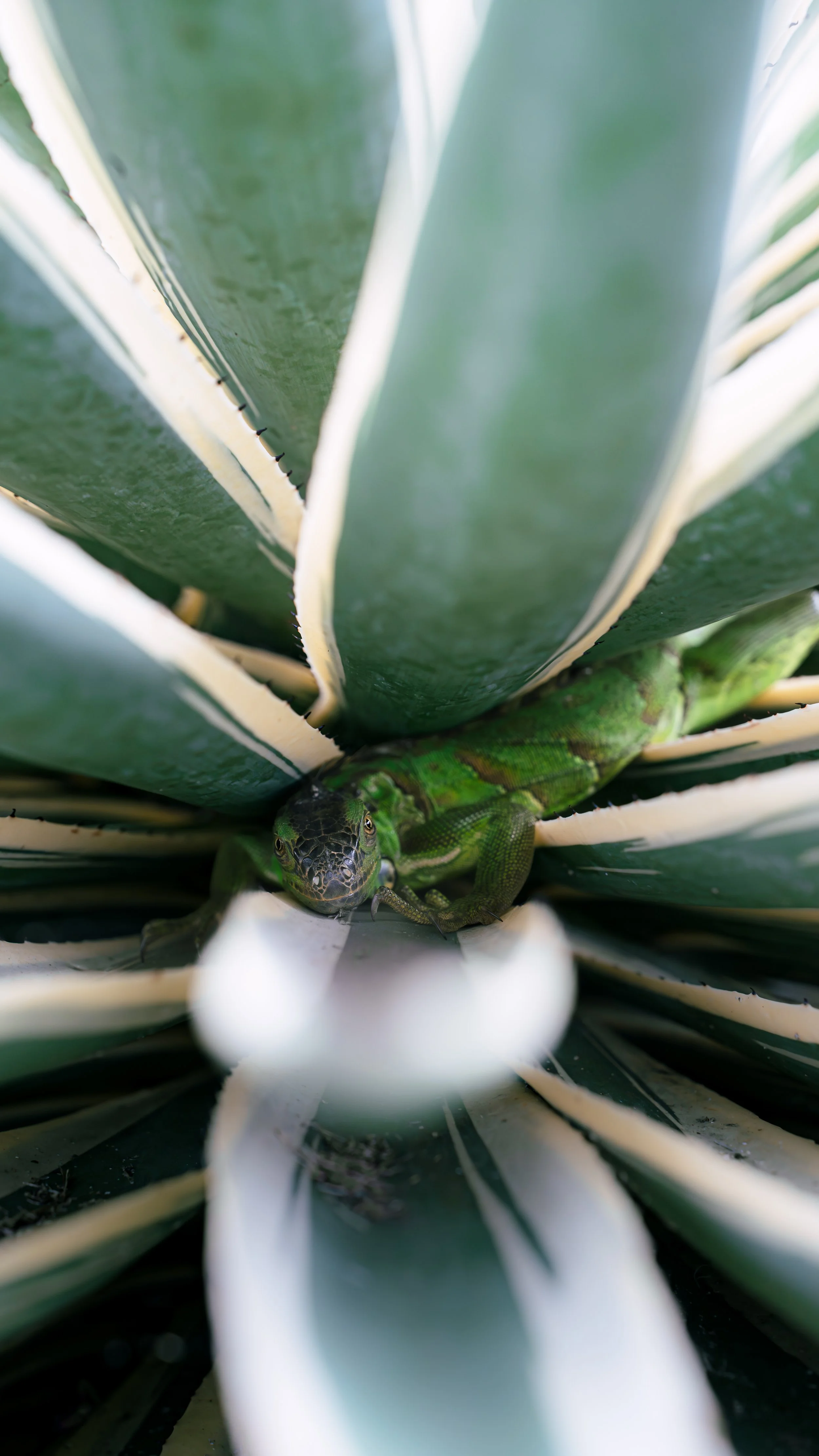 Close-up of a green iguana lying inside a large succulent plant with thick, green leaves with white edges.