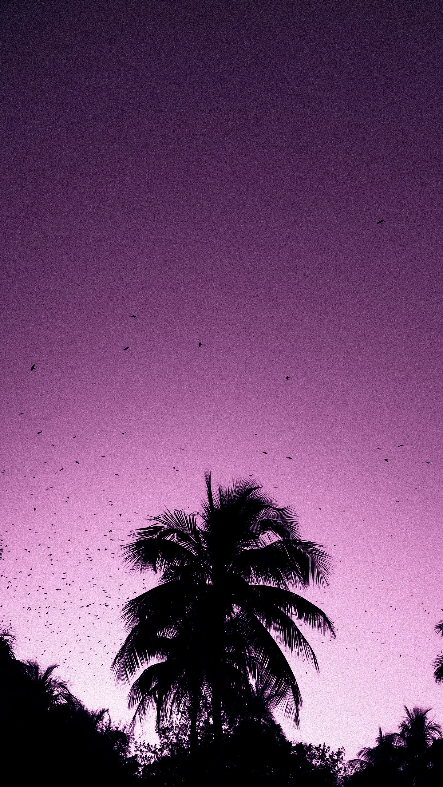 Silhouettes of palm trees against a purple evening sky filled with flying birds.