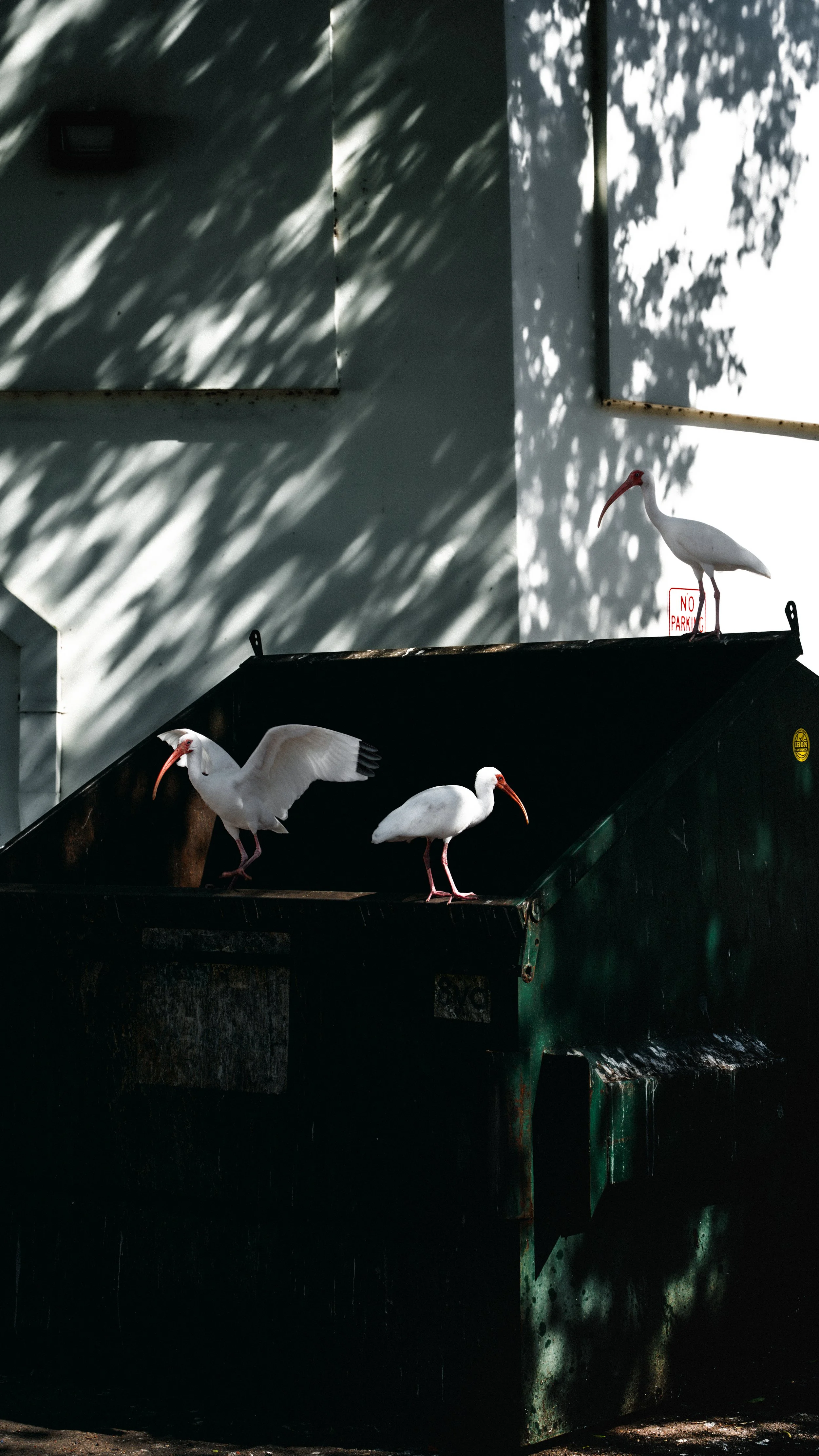 Three white ibises perched on a black dumpster outside a building, with shadows of tree leaves on the wall behind them and a 'No Parking' sign in the background.