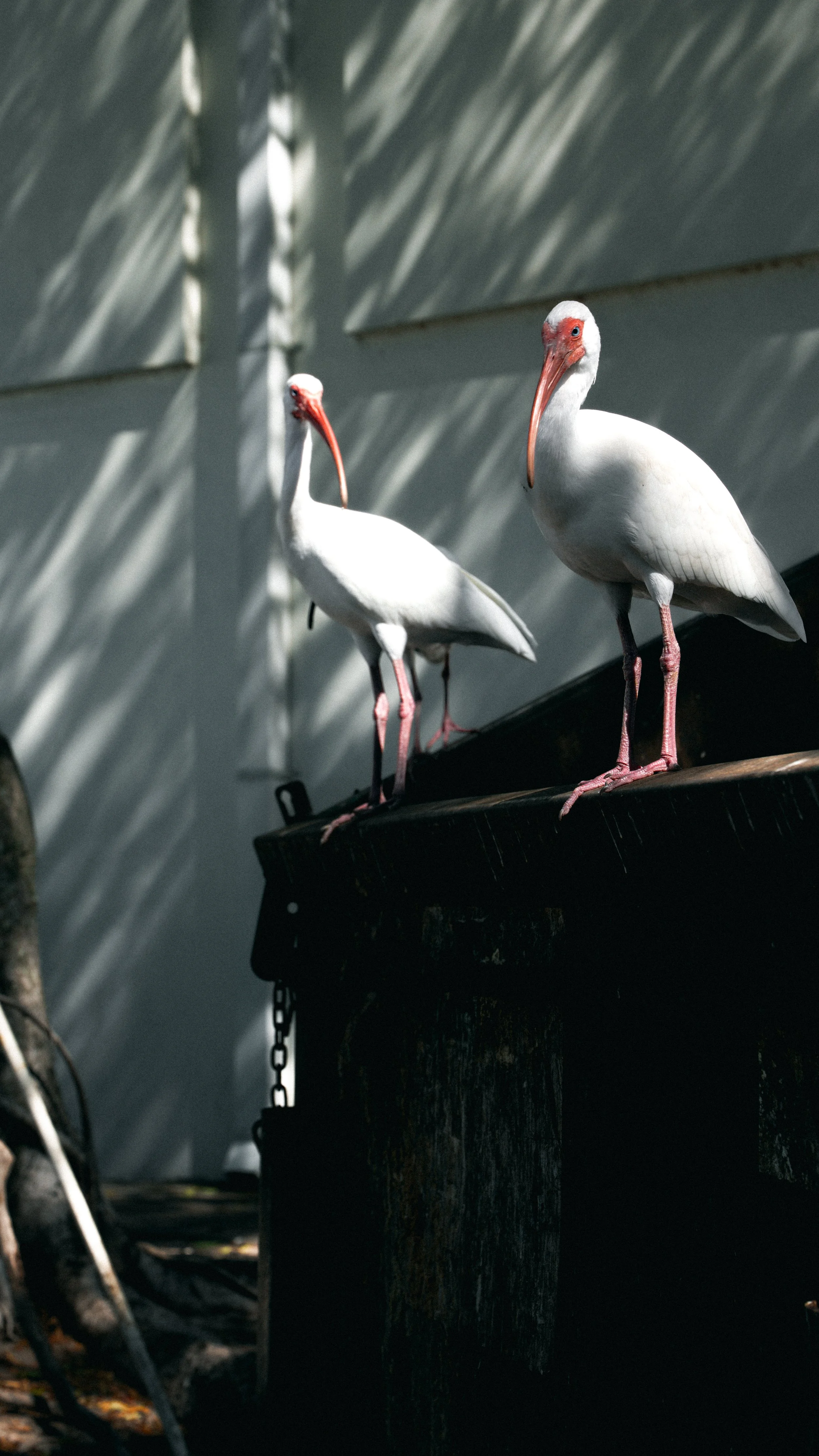 Two white ibises with long, curved red beaks standing on a black wooden surface in a shaded outdoor area.