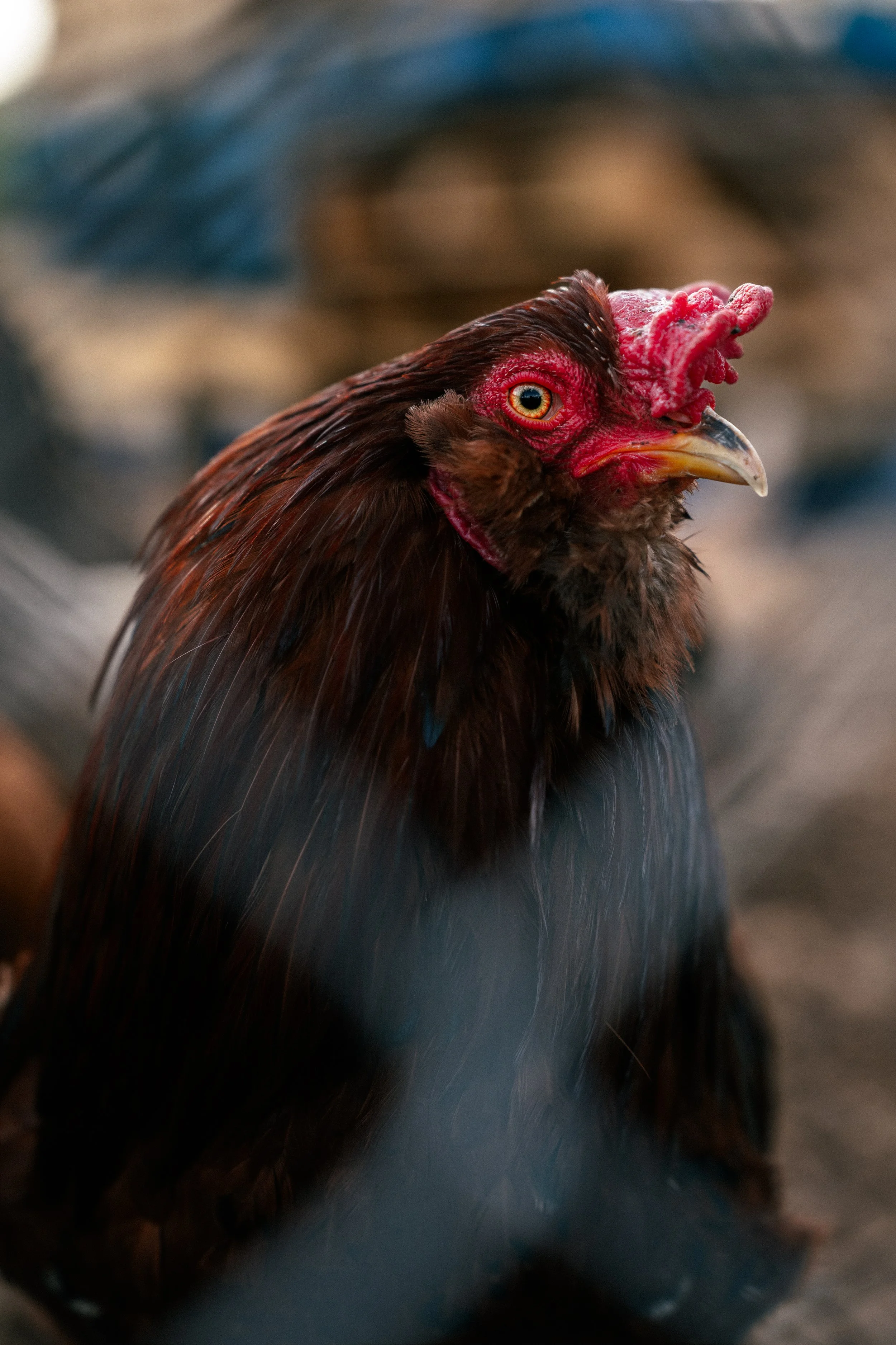chicken-5.jpg