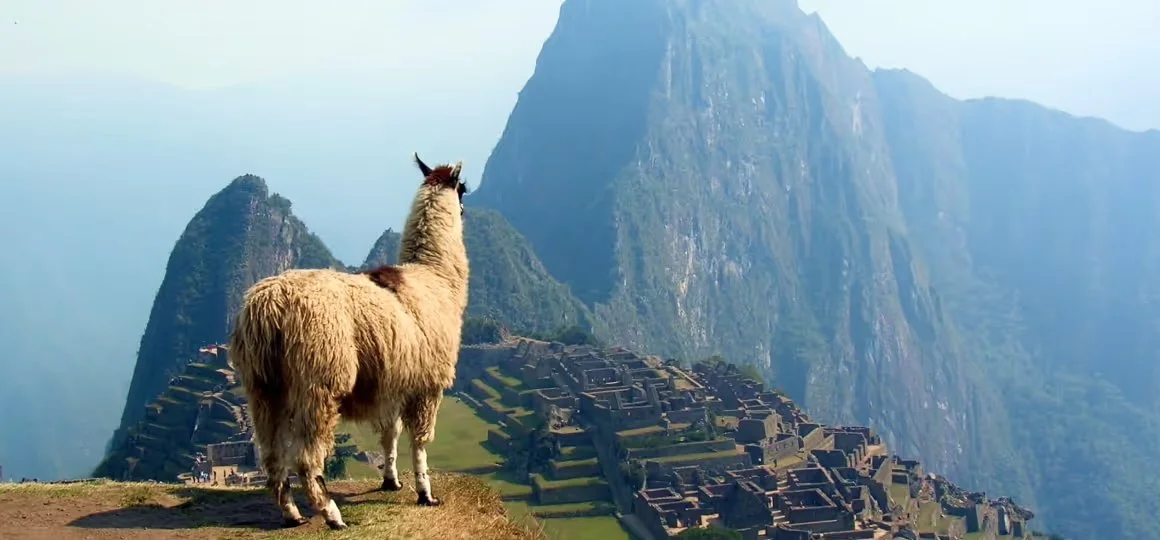 Llama overlooking Machu Picchu, Peru and Bolivia DMC for meetings and incentive travel