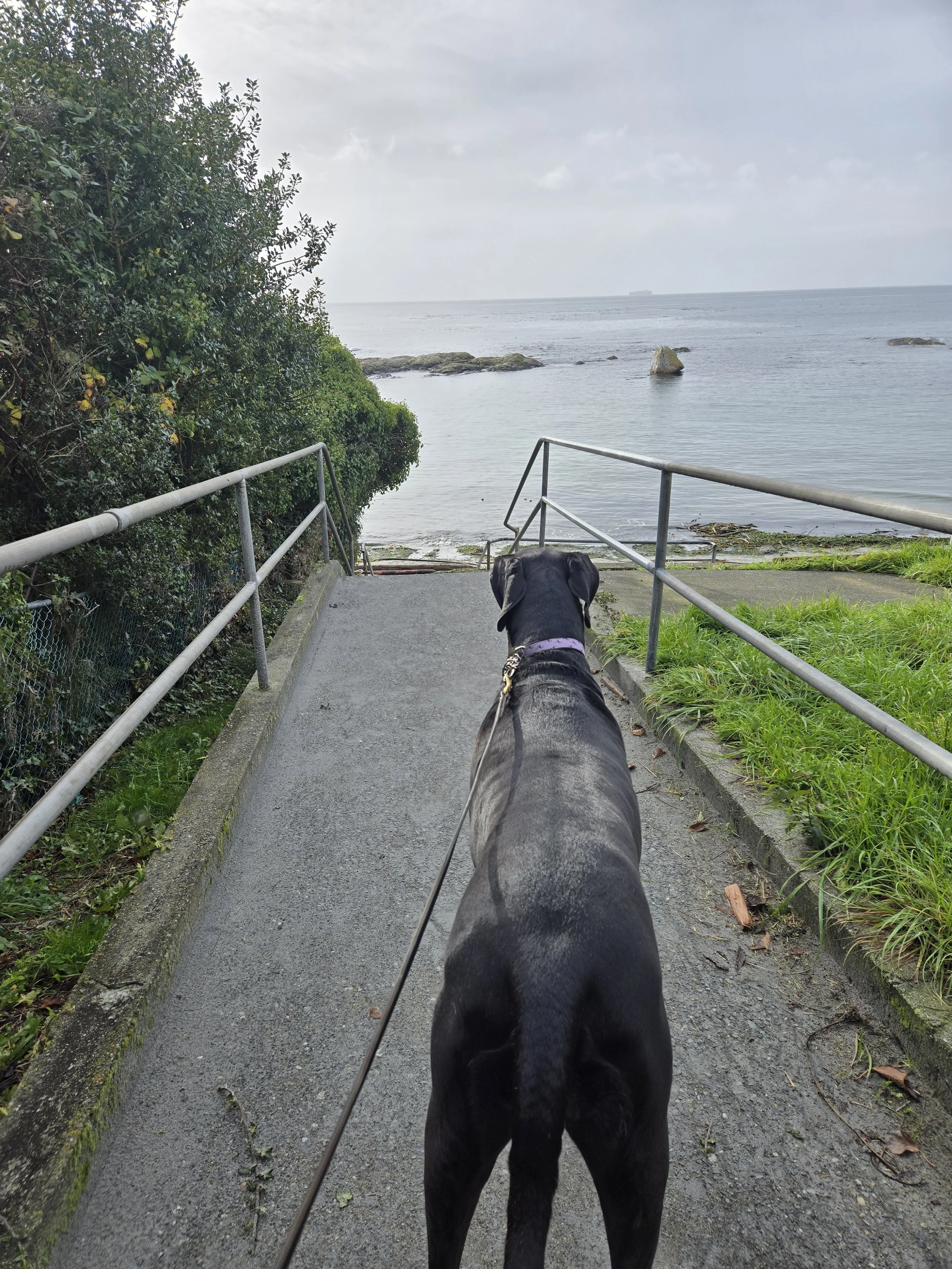 Black dog on a leash walking down a narrow paved pathway towards the ocean with rocks and a cloudy sky, surrounded by greenery.