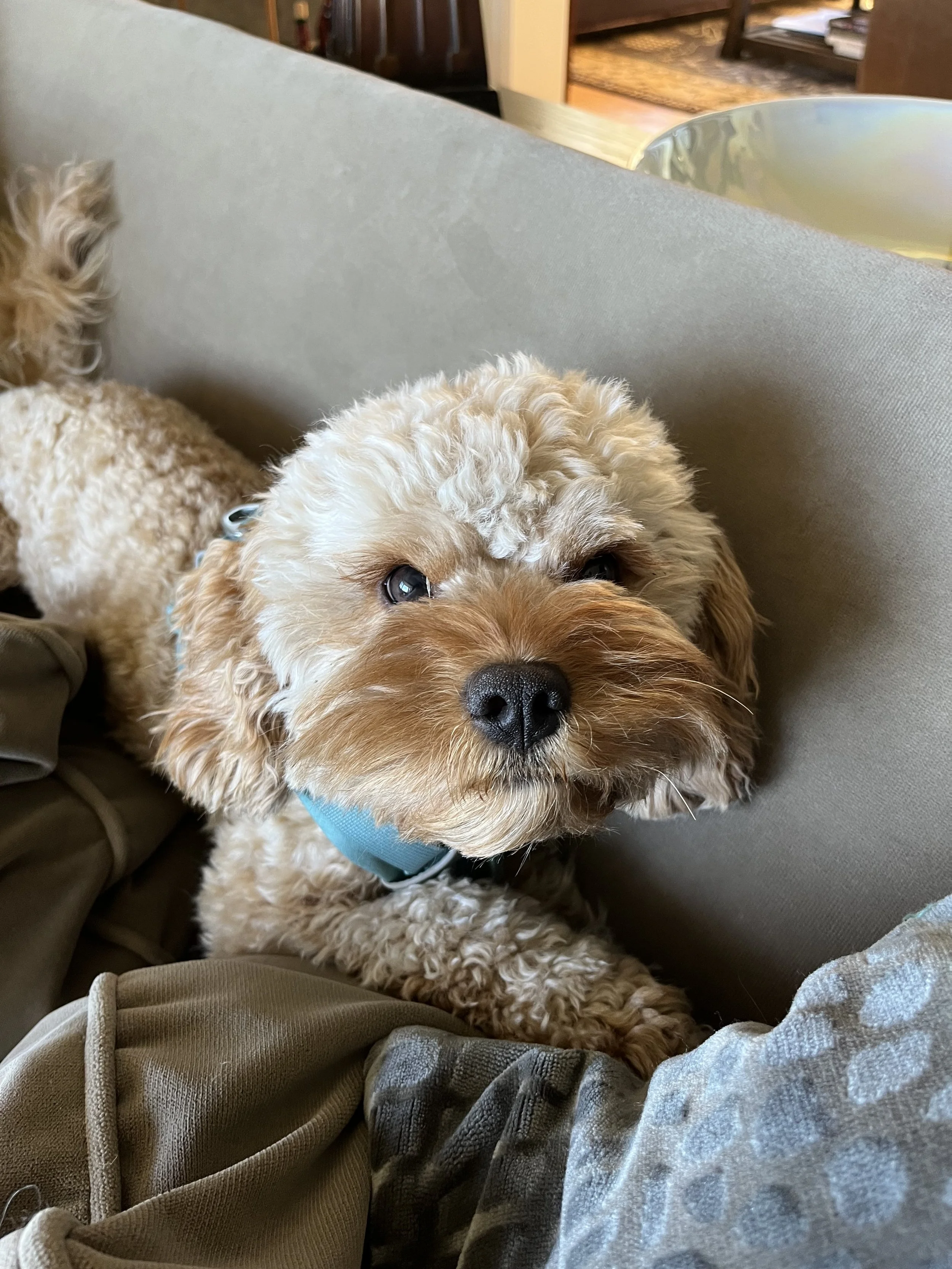 A cute curly-haired dog with a tan coat resting on a couch, looking at the camera.