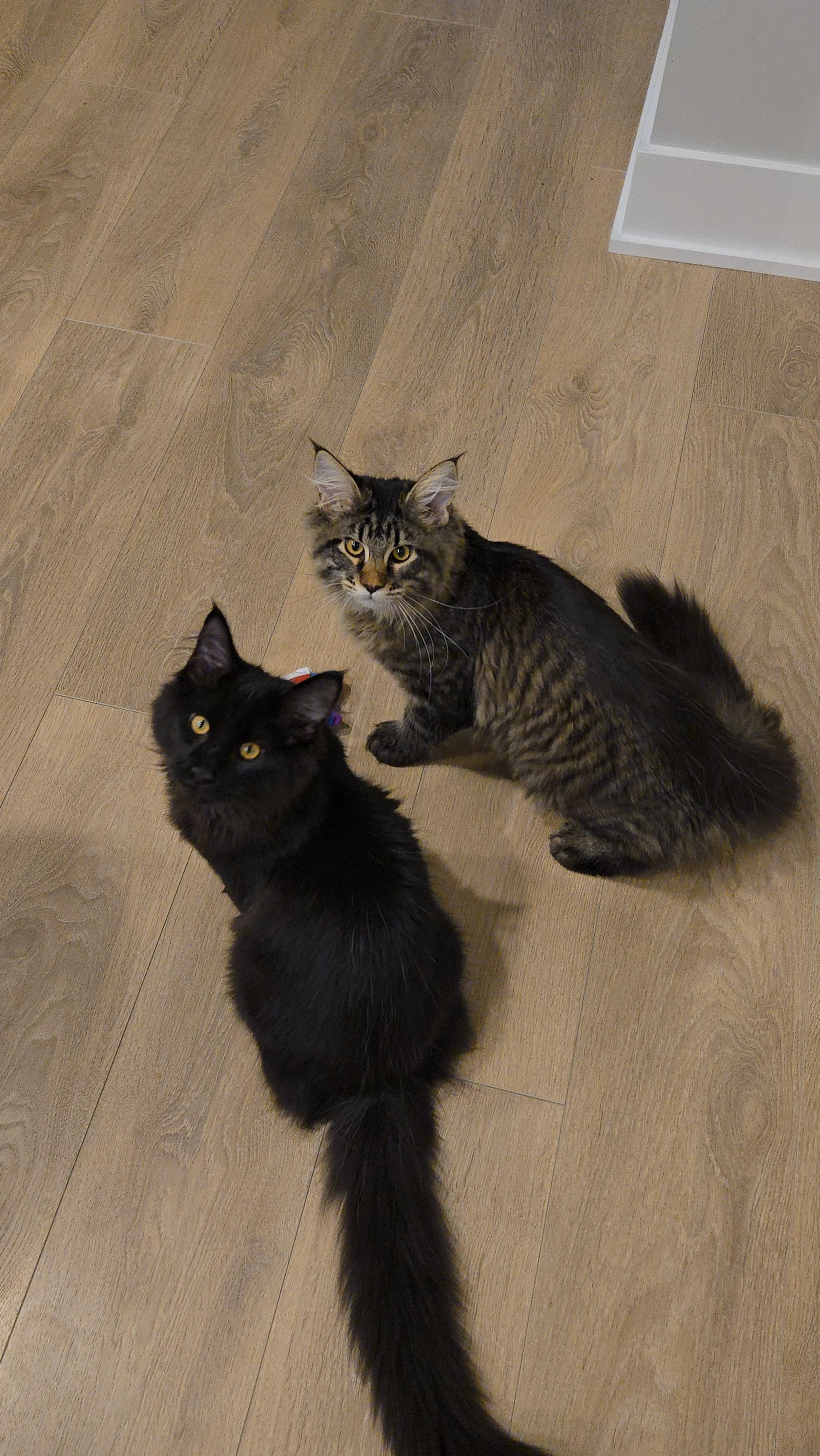 Two cats, one with black fur and the other with brown tabby markings, sitting on a wooden floor and looking up.
