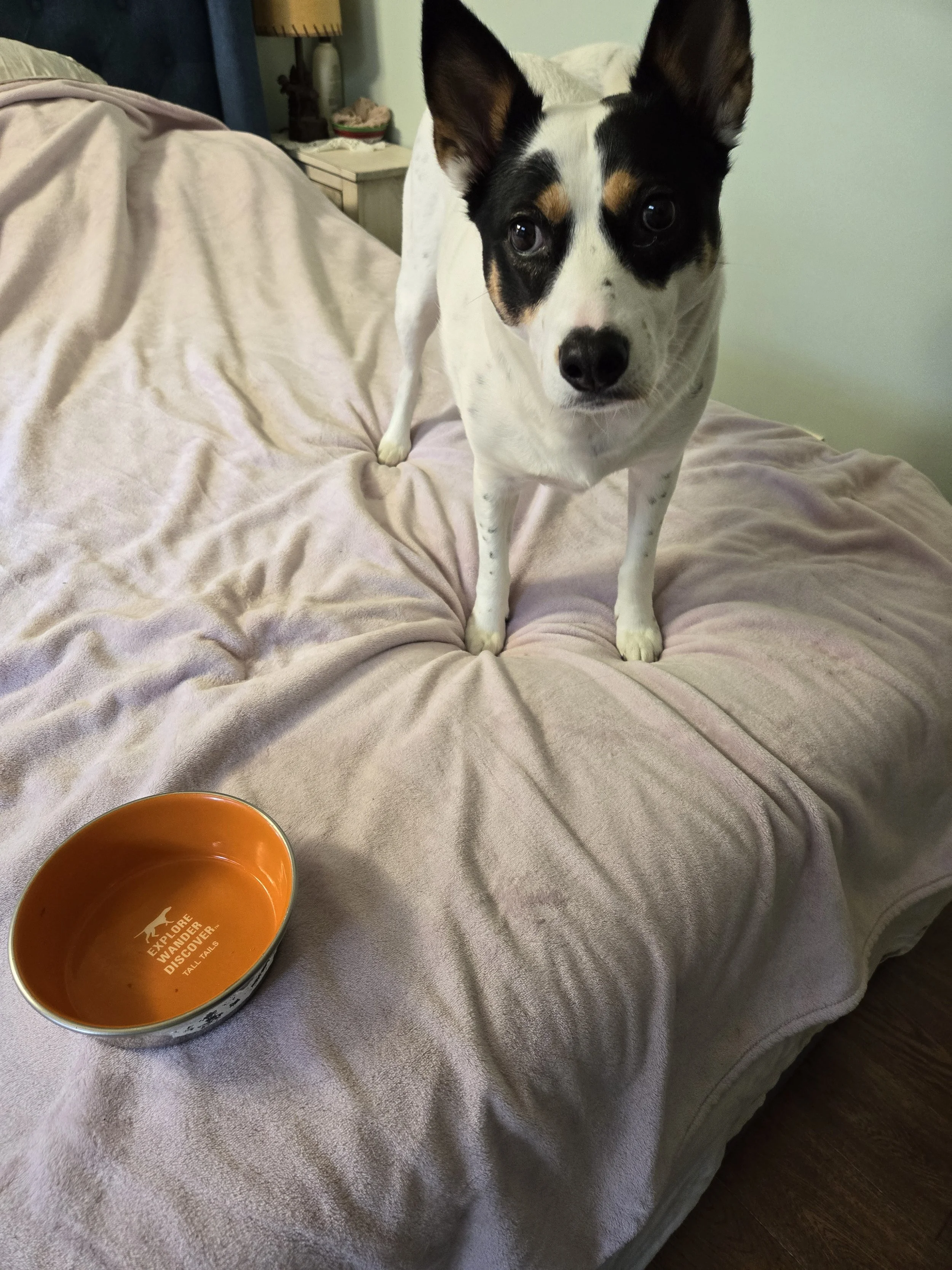 A black and white dog with brown spots standing on a bed with a pink blanket, looking at the camera. An empty orange pet bowl with white writing is on the bed near the dog.