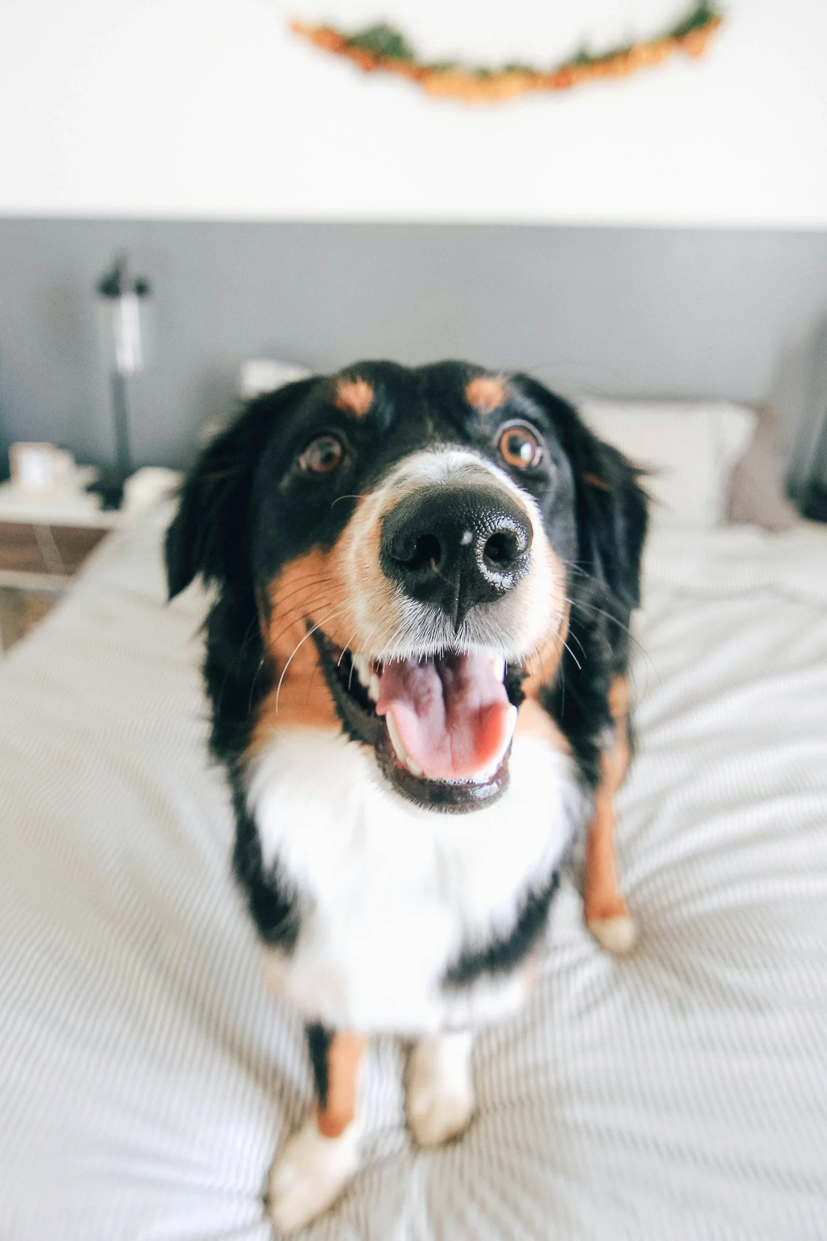 Happy Australian Shepherd dog on a bed, facing camera with open mouth and tongue out.