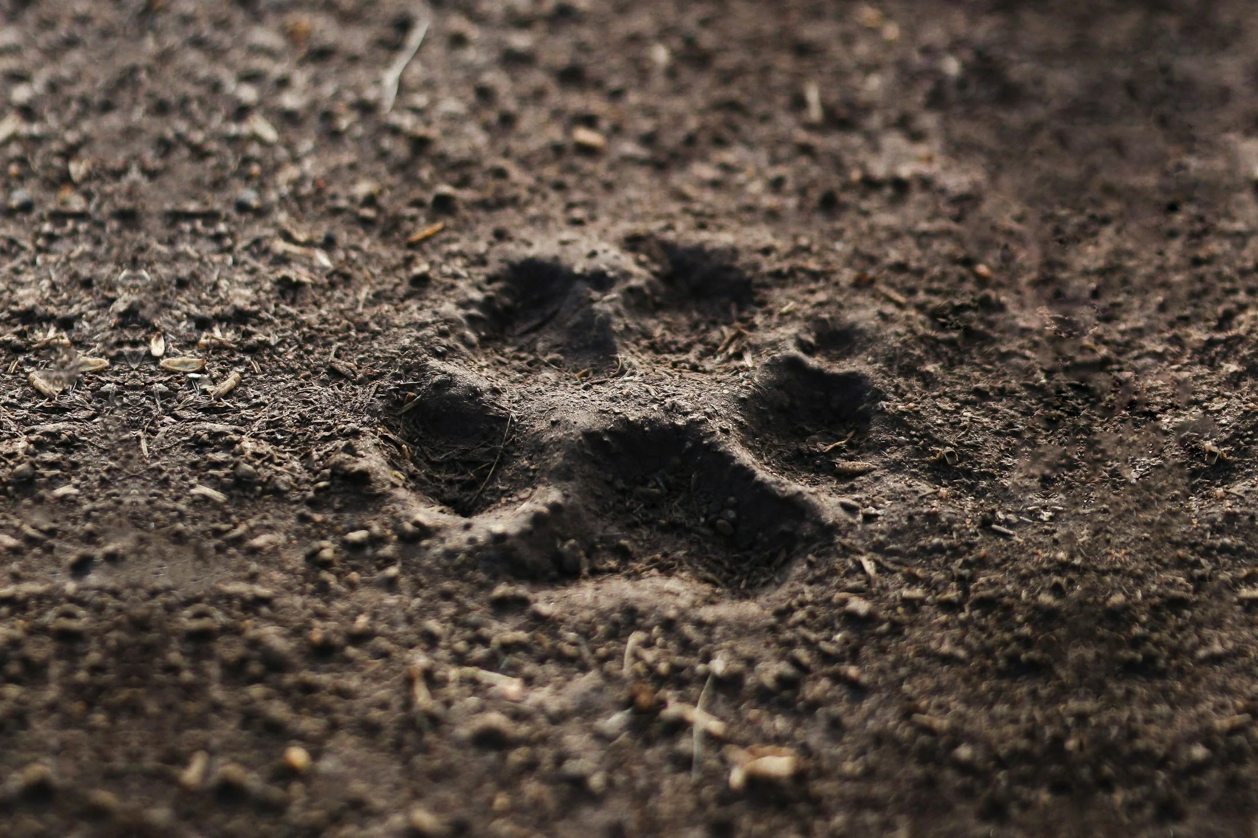 Close-up of a single animal paw print in dark, textured soil.