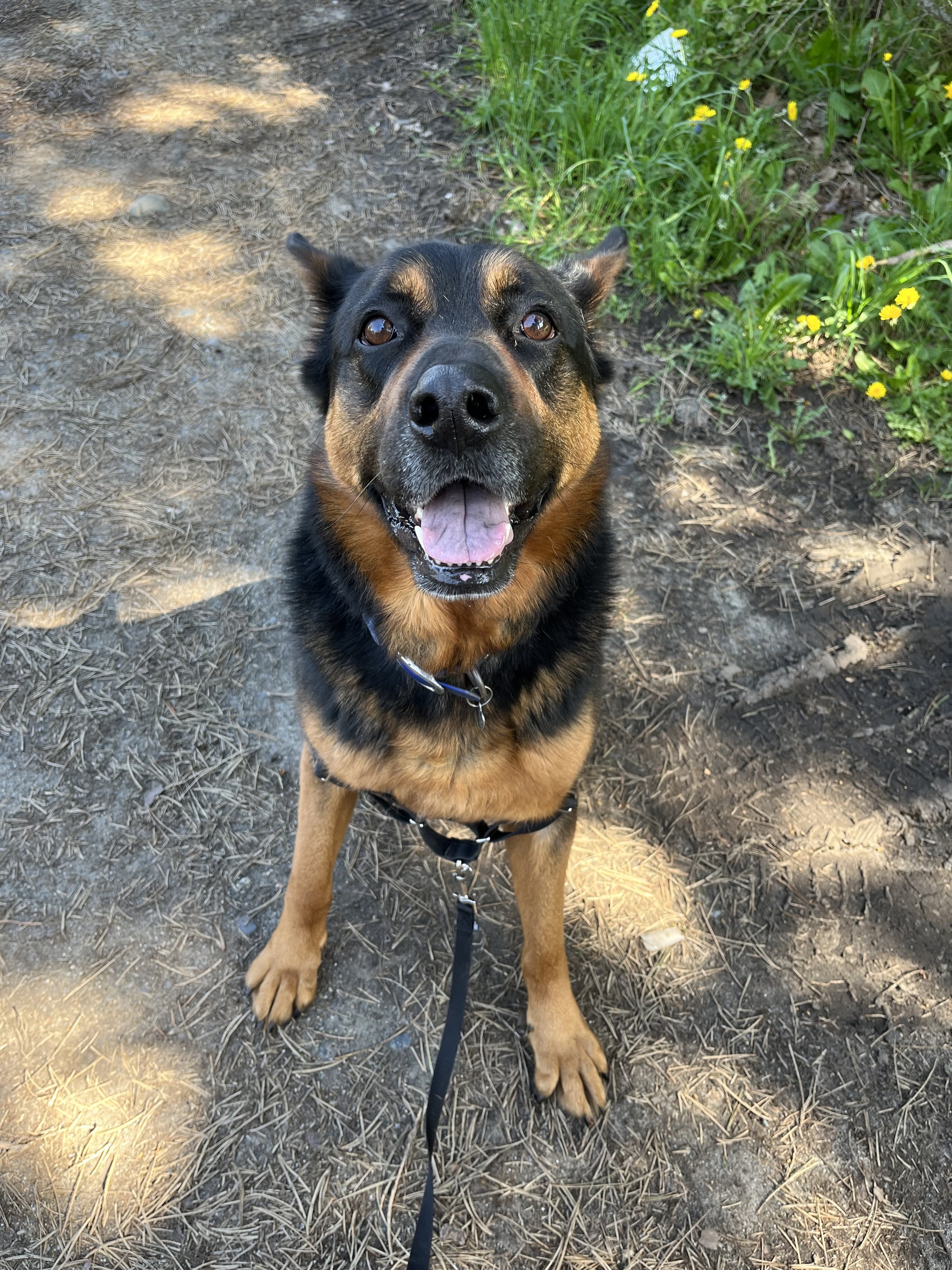 A happy black and tan dog sitting outdoors on a dirt path with green grass and yellow flowers on the side, looking up at the camera.