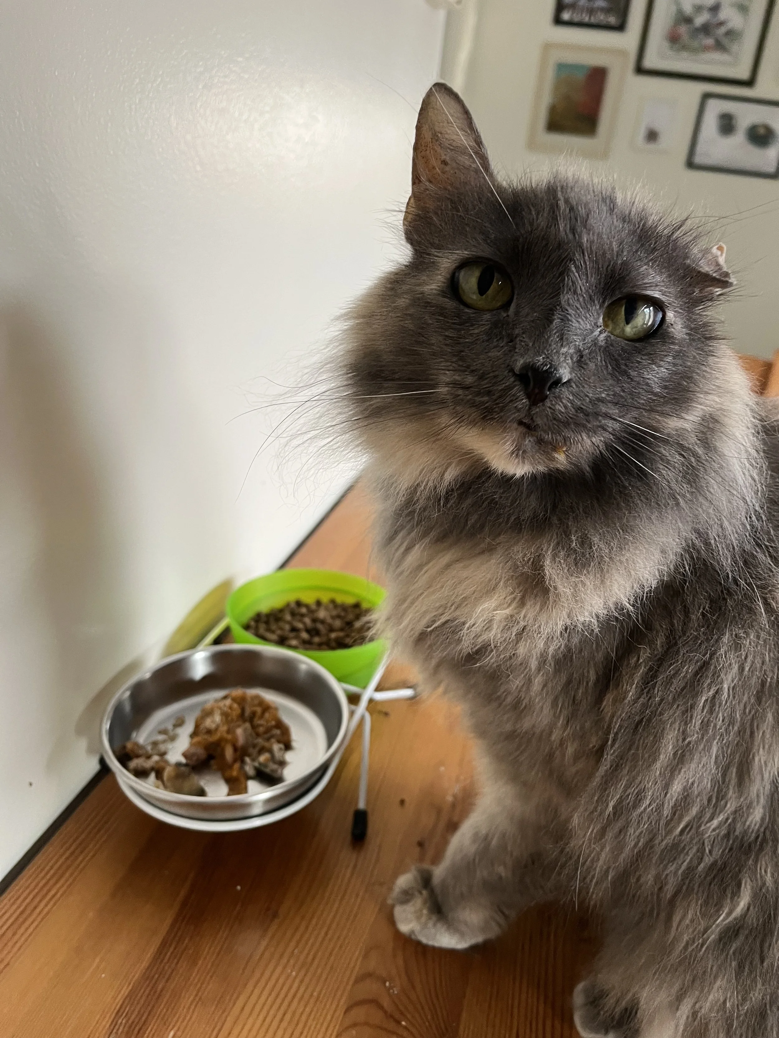A gray long-haired cat stands on a wooden table near two bowls of food, one with dry cat food and the other with wet cat food. Behind the cat, a wall with framed pictures is visible.