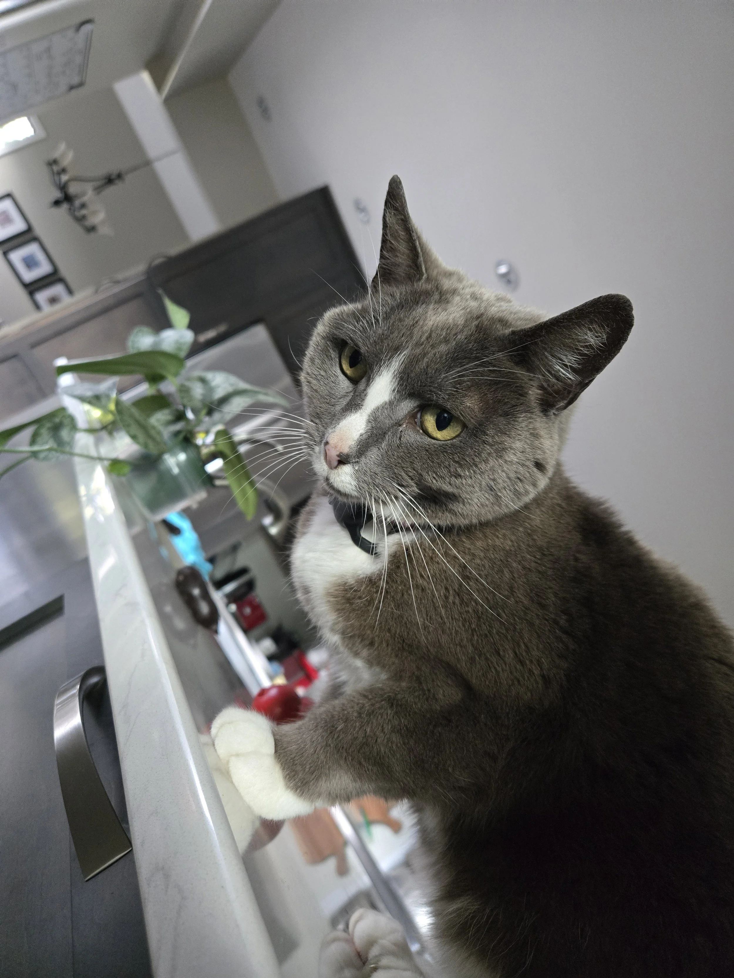 A gray and white cat with yellow eyes and a collar, sitting on a kitchen countertop next to a potted plant and looking at the camera.