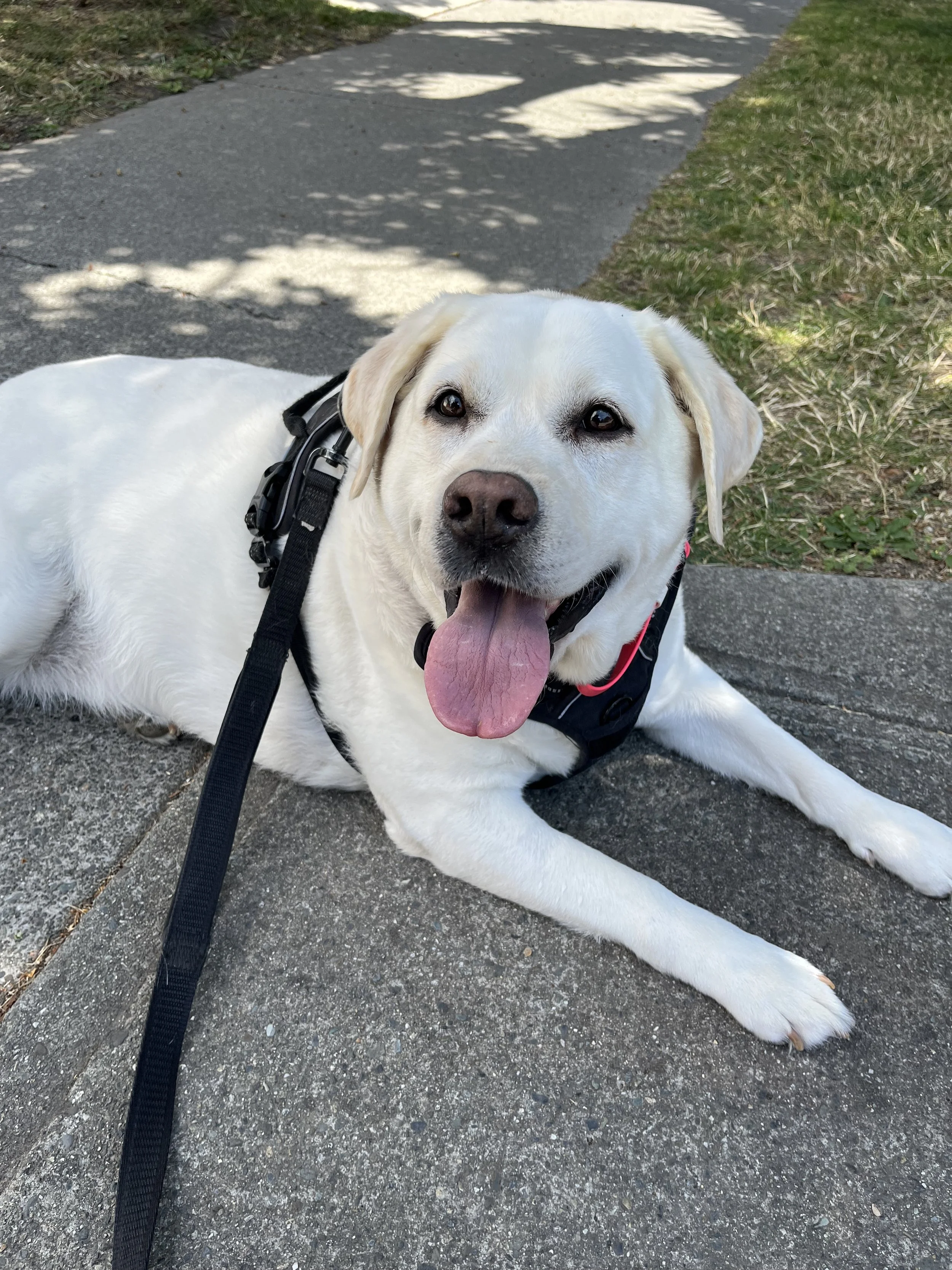 A happy yellow Labrador Retriever lying on a sidewalk with its tongue out, wearing a black harness, beside a grassy patch under some shade.