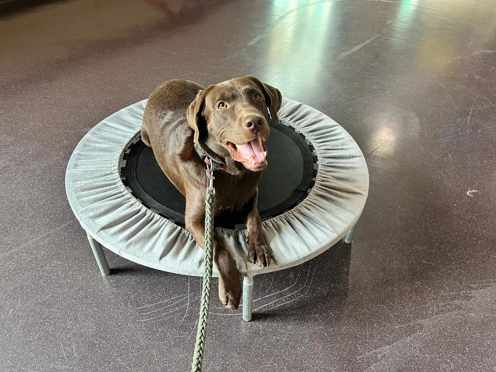 A happy brown Labrador Retriever lying on a small trampoline with a gray border, on a speckled dark floor.