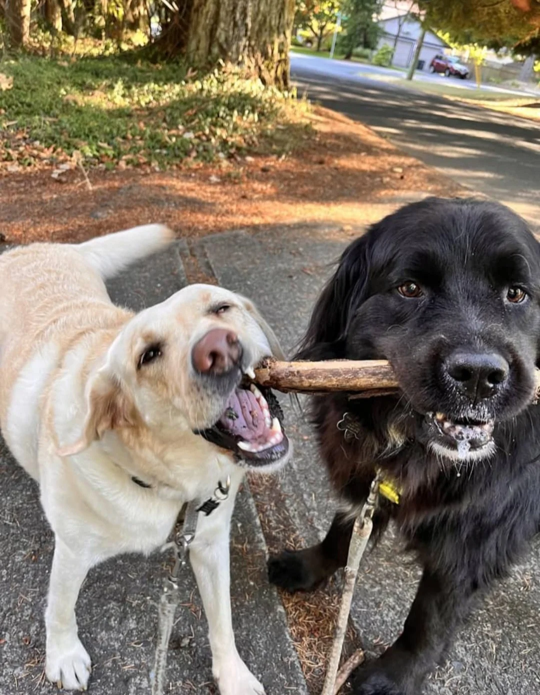 Two dogs, one yellow and one black, sharing a large stick in a park on a sidewalk with trees and street in the background.