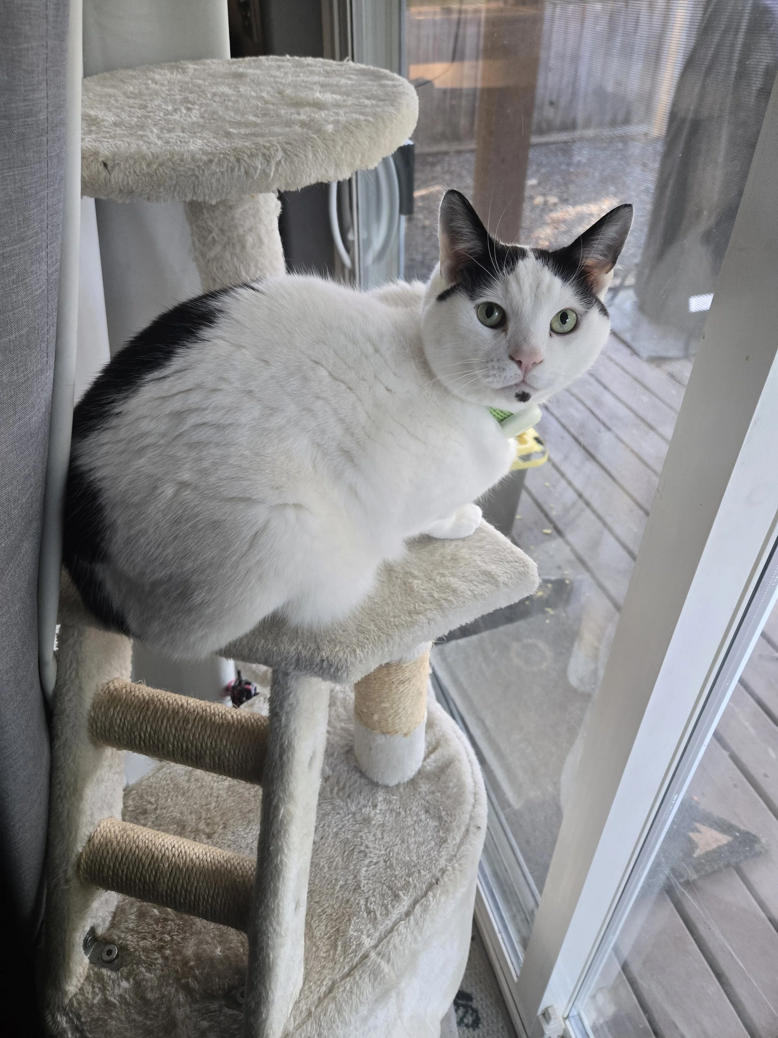 A white cat with black markings on its head and back, sitting on a beige cat tree near a sliding glass door, looking outside.
