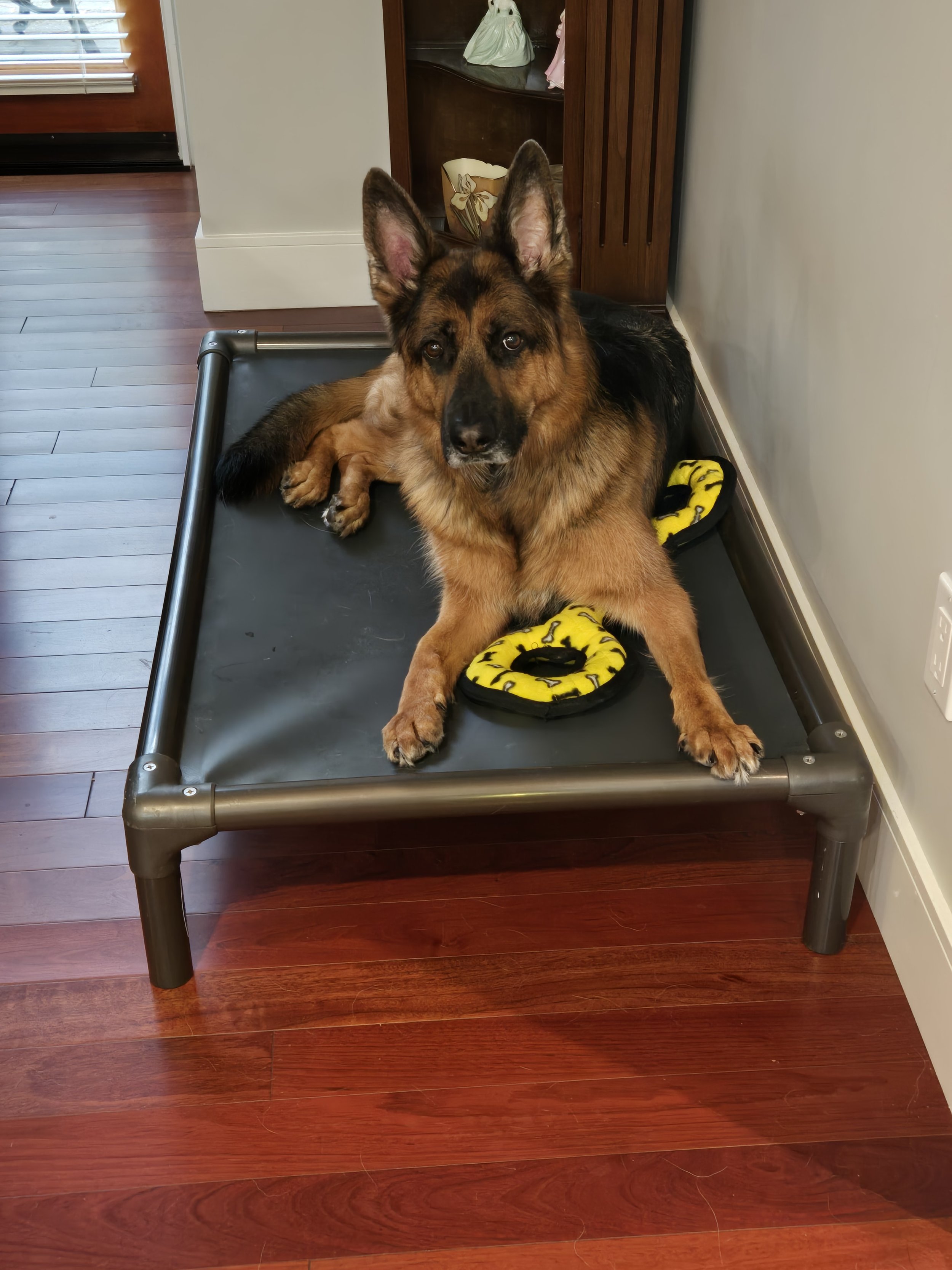 A German Shepherd dog lying on a black elevated pet bed with yellow donut-shaped dog toys, inside a room with dark wooden flooring and a cabinet in the background.