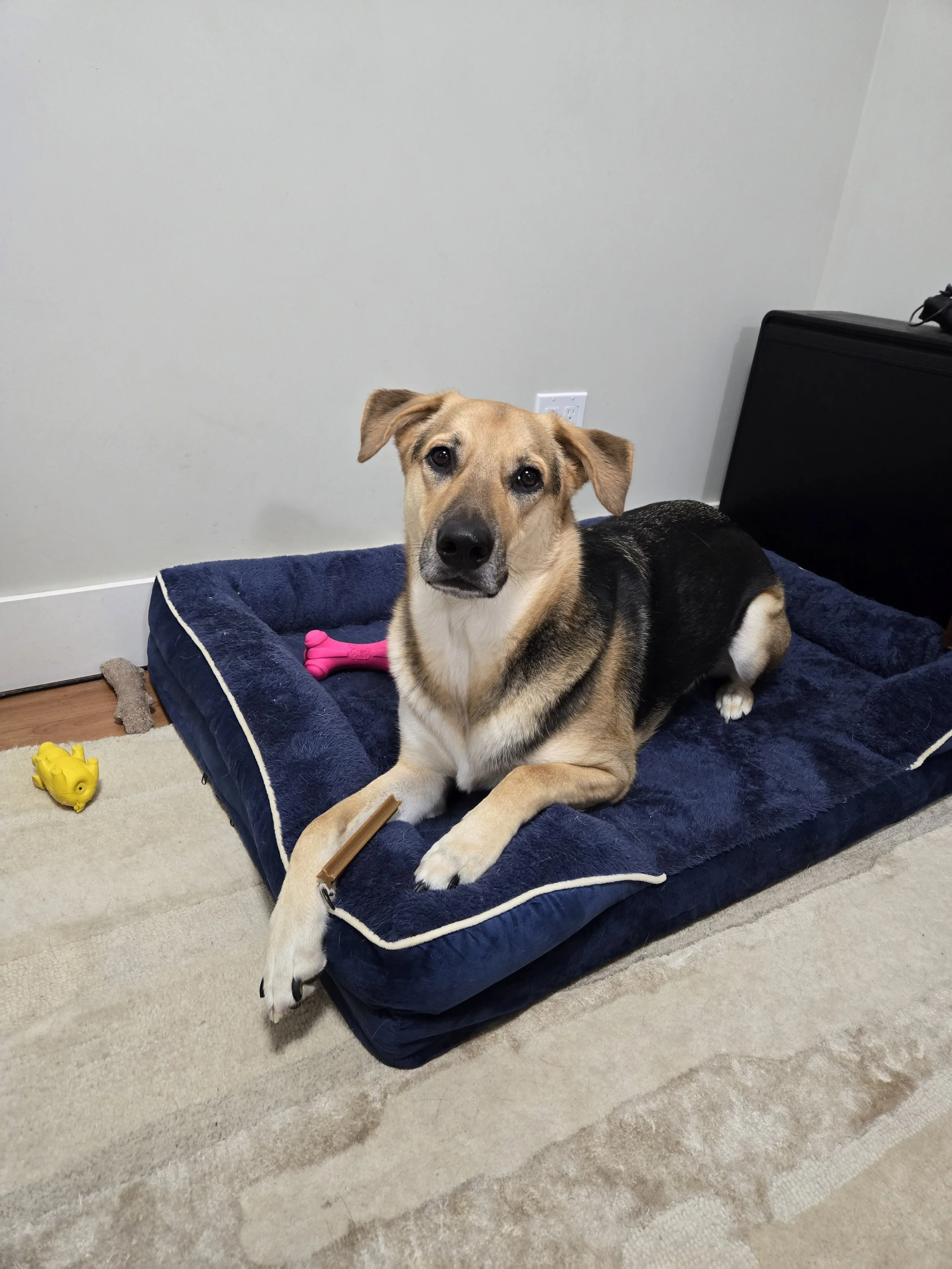 A dog lying on a navy blue pet bed with toys nearby, inside a room with beige carpet and plain white walls.