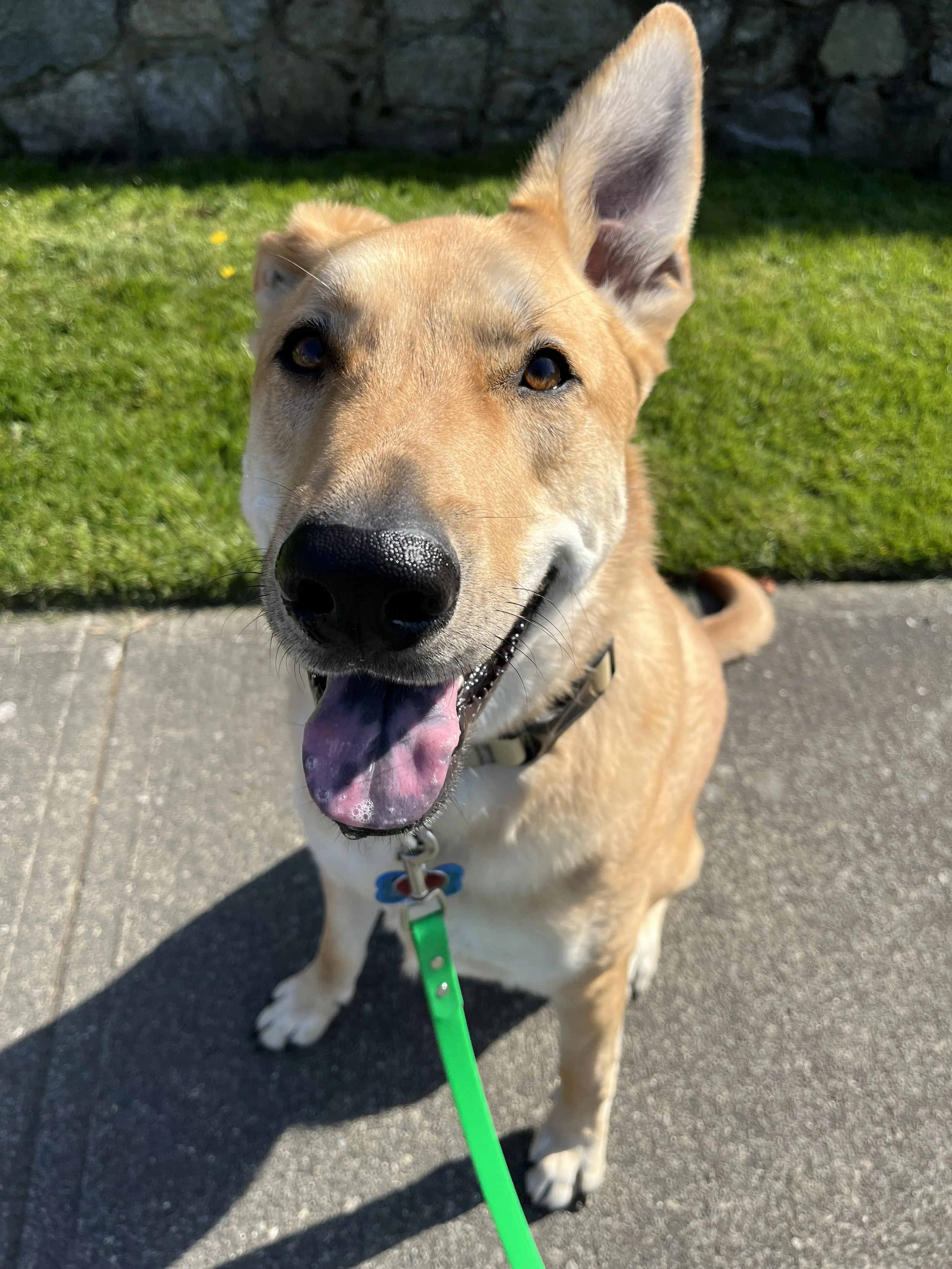 A happy tan and white dog sitting on a sidewalk with green grass and a stone wall behind it, looking up at the camera with its tongue out.