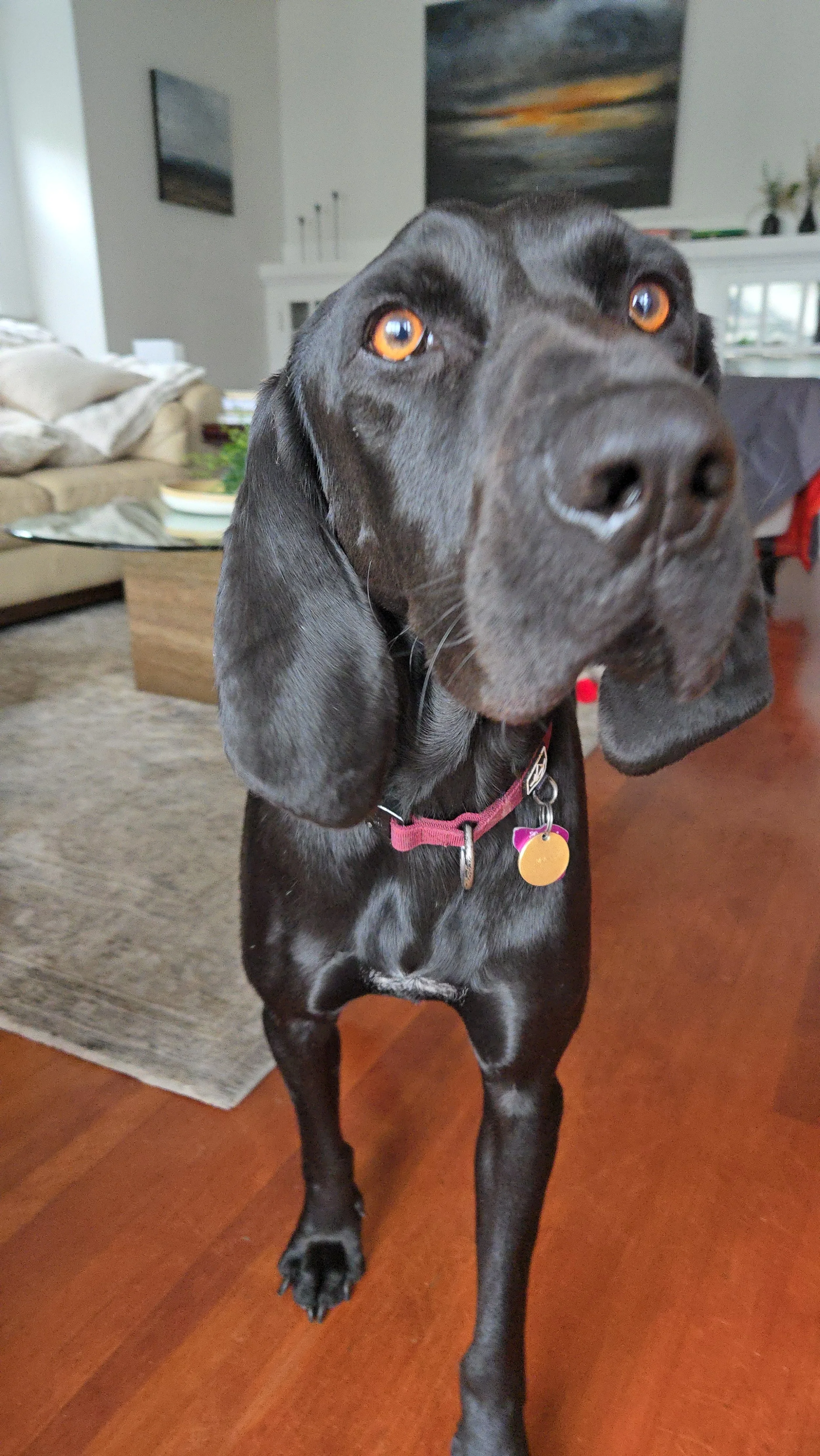 Close-up of a black dog with brown eyes standing indoors on a hardwood floor.
