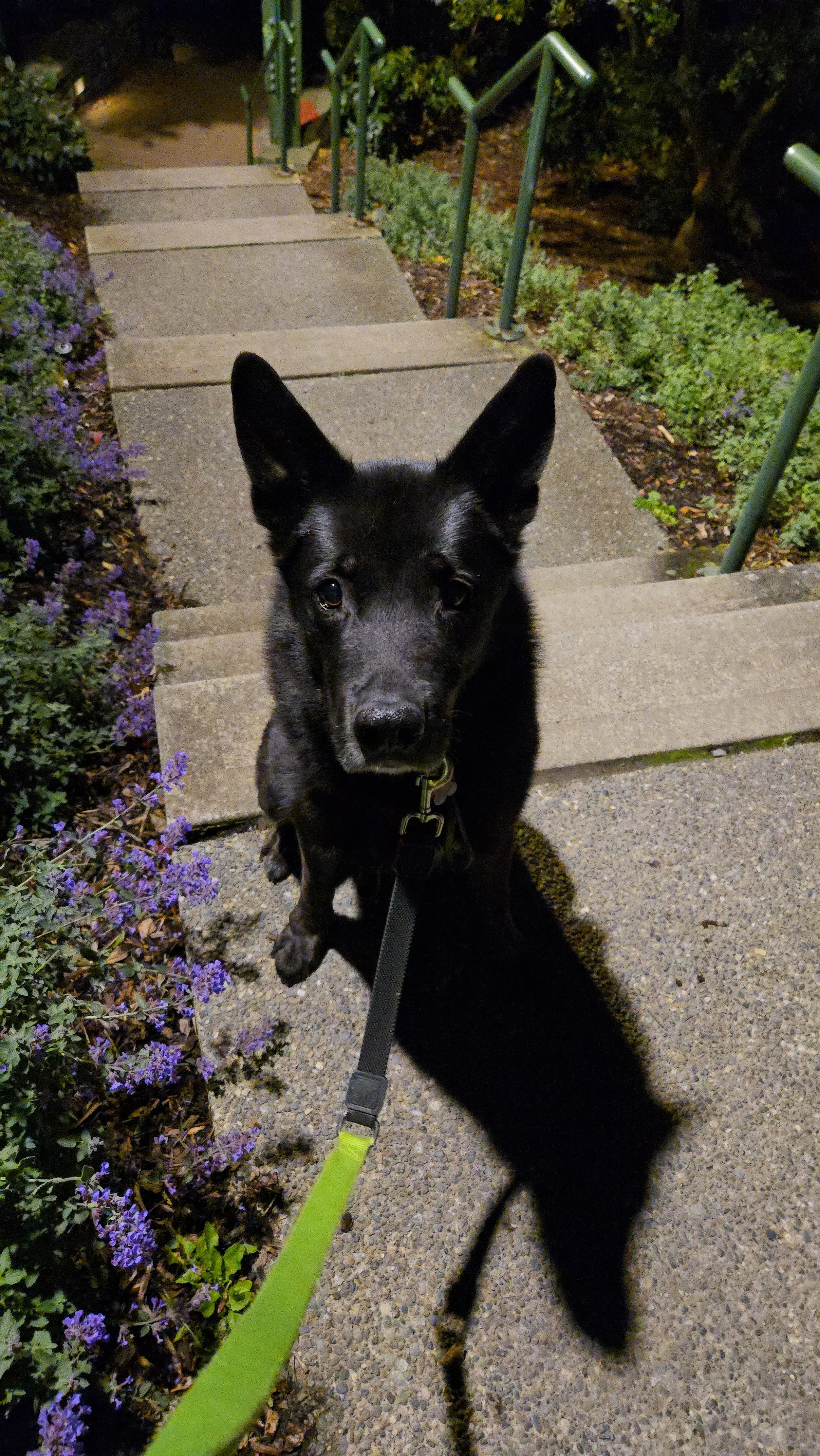 A black dog with pointy ears and a yellow collar sits on a sidewalk at night, looking up at the camera. There are purple flowers on the side and stairs with green railings leading down.
