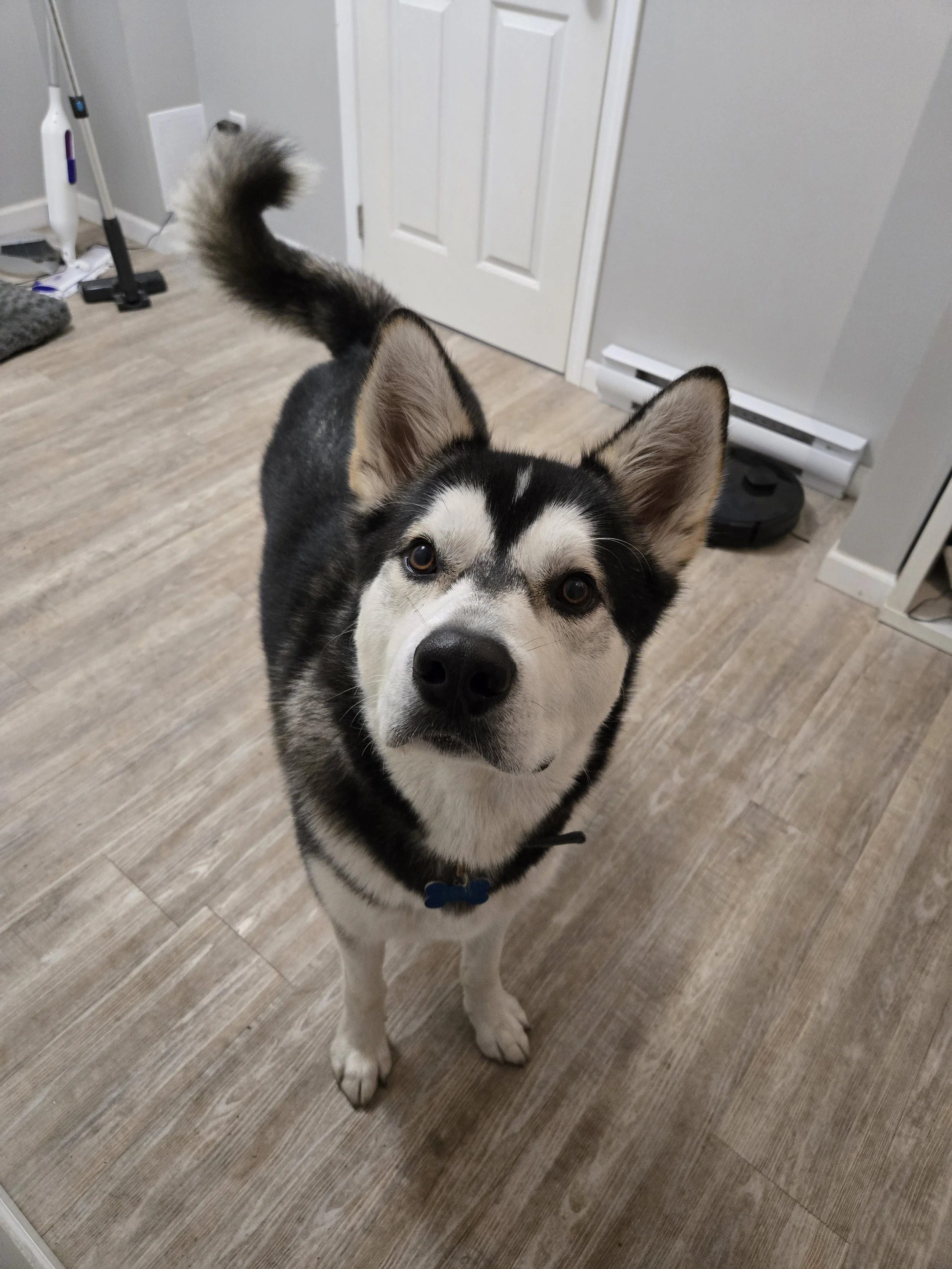 A black and white Siberian Husky dog standing indoors on a wooden floor, looking up at the camera. Victoria BC. Pet Care. Dog Walker. 