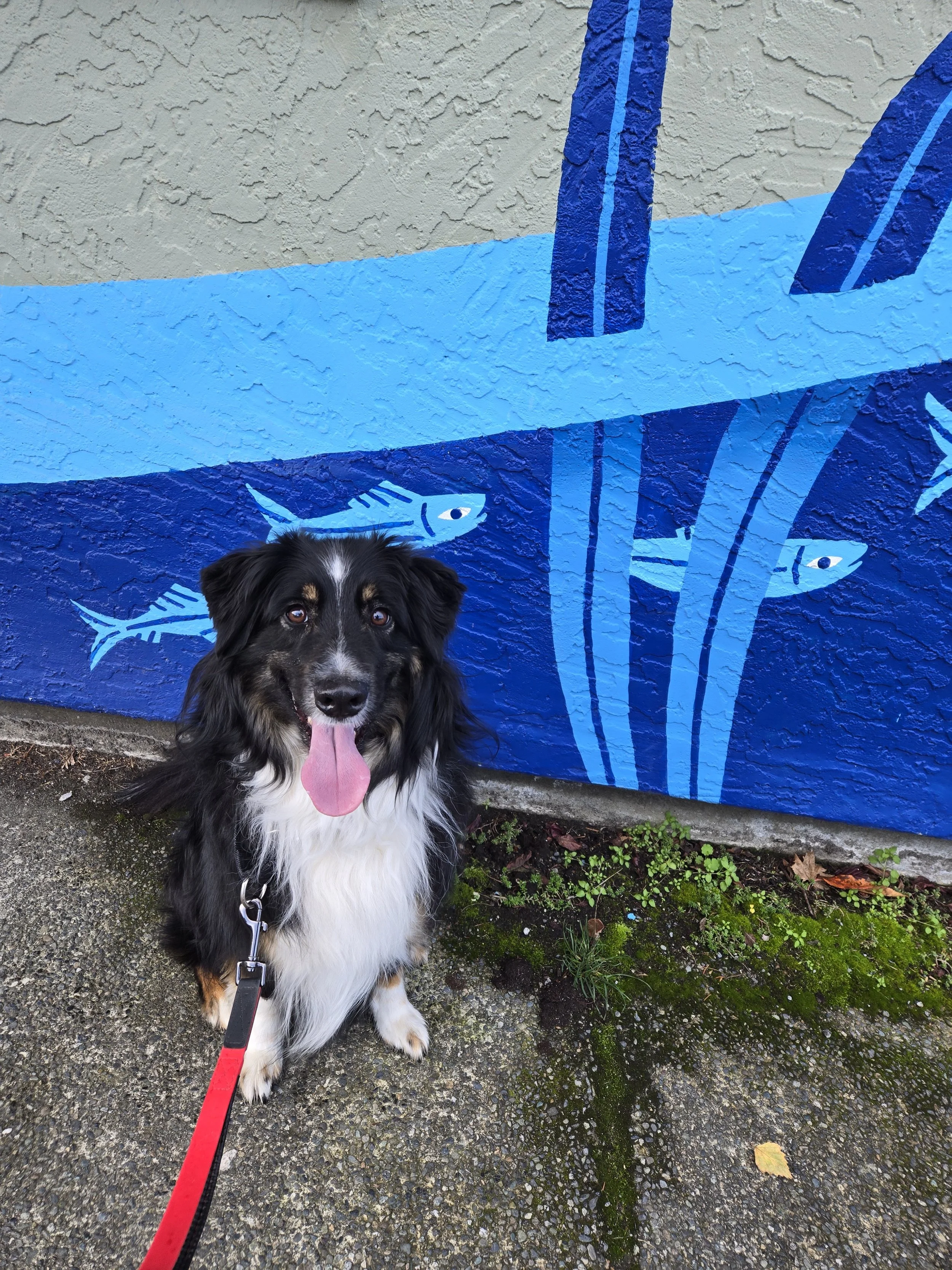 A happy black and white dog with a red leash sitting in front of a blue mural of fish on a textured wall.