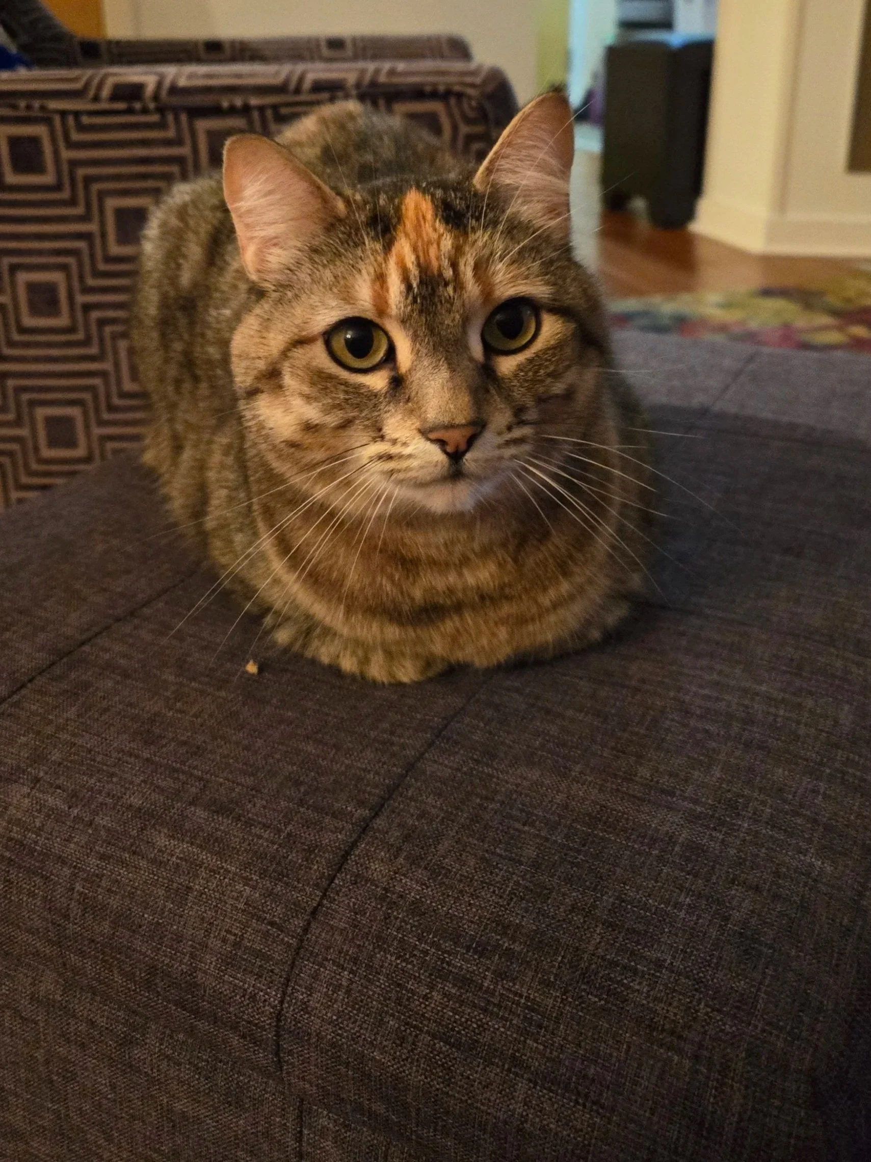 A tabby cat with brown, black, and orange fur laying on a dark gray couch with a geometric patterned throw pillow in the background.