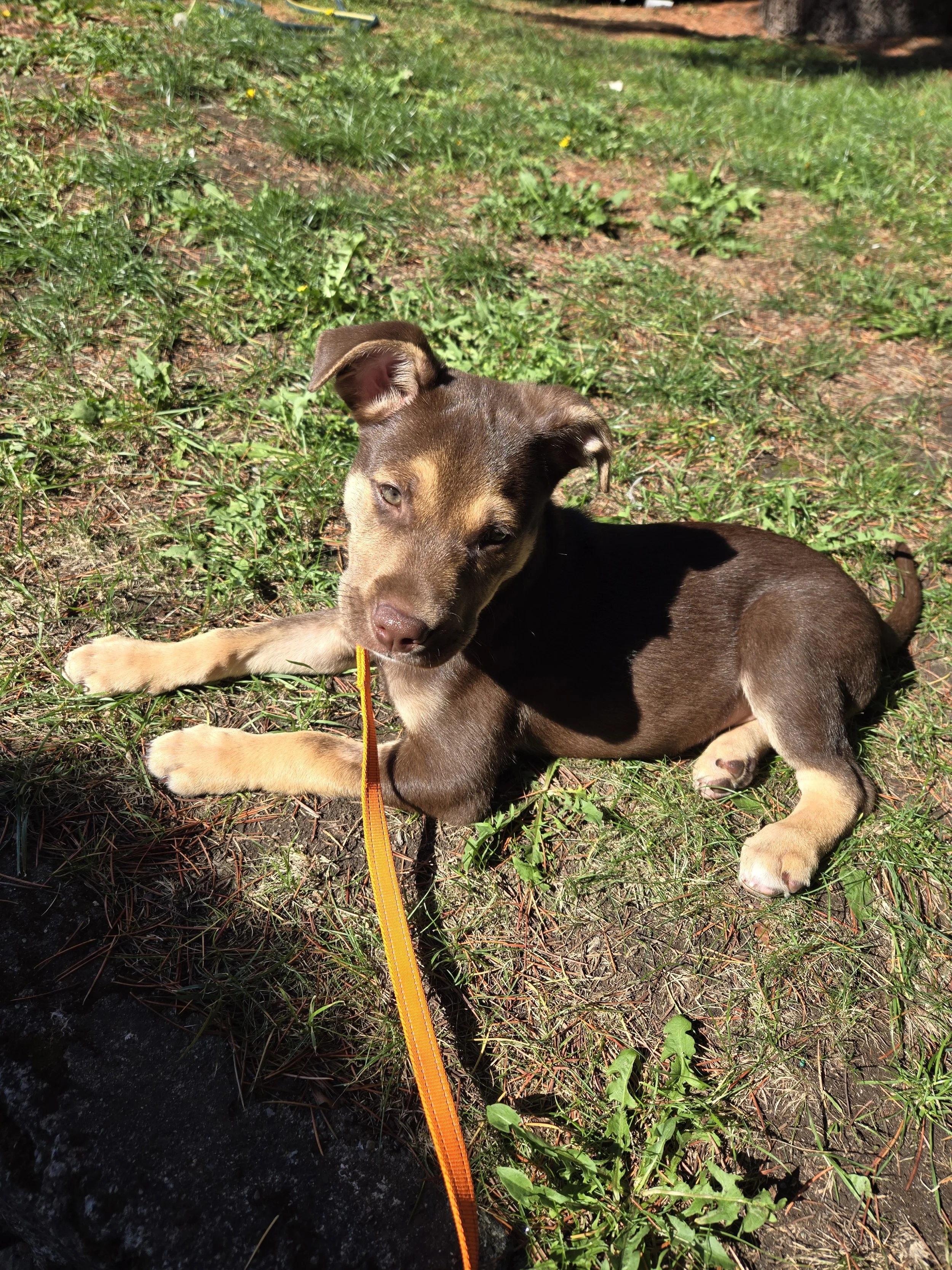 A puppy with brown and tan fur lying on the grass, with an orange leash attached, in sunlight.