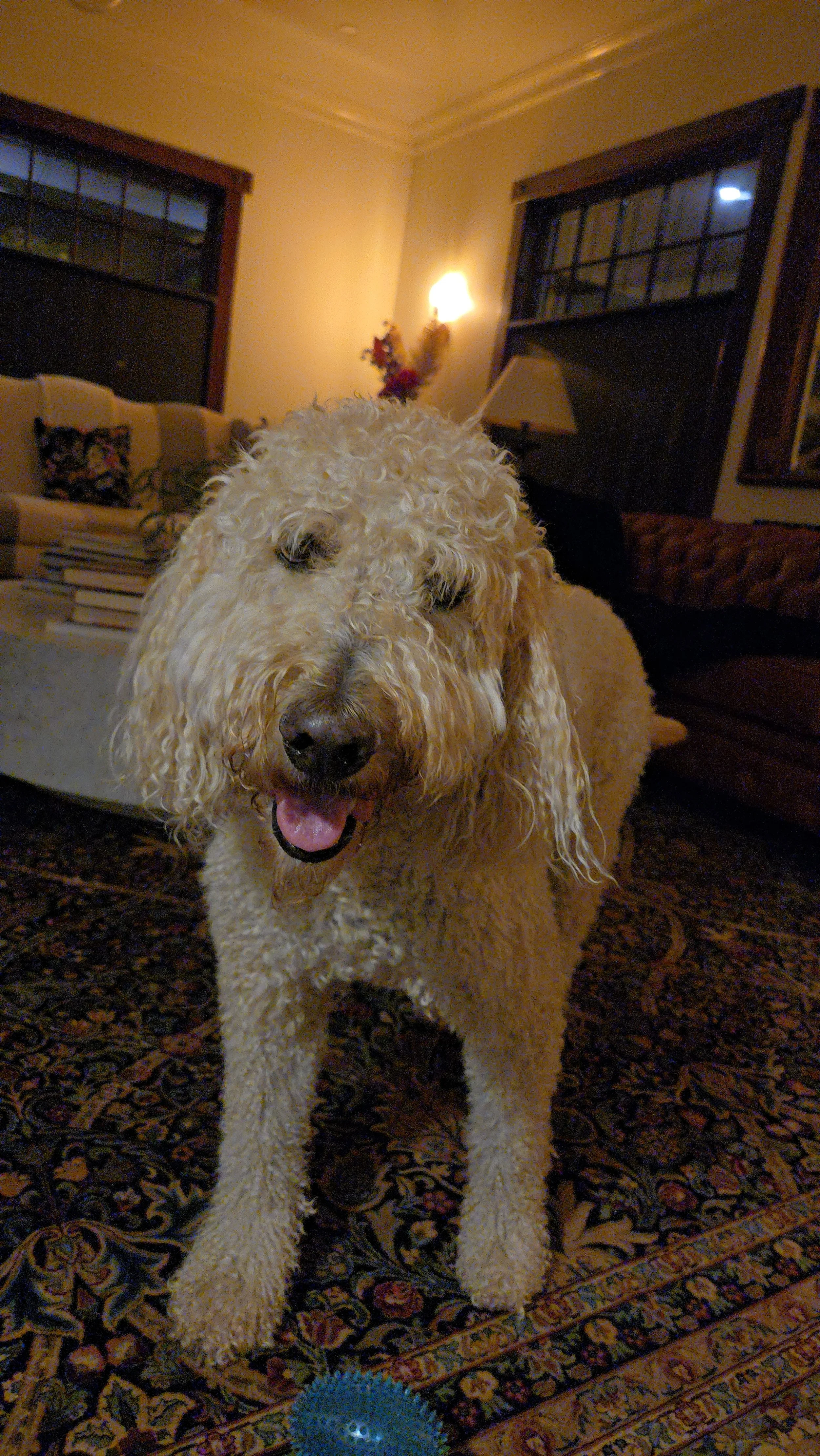 A fluffy, curly-haired dog standing on a patterned rug indoors with furniture and a lamp in the background.