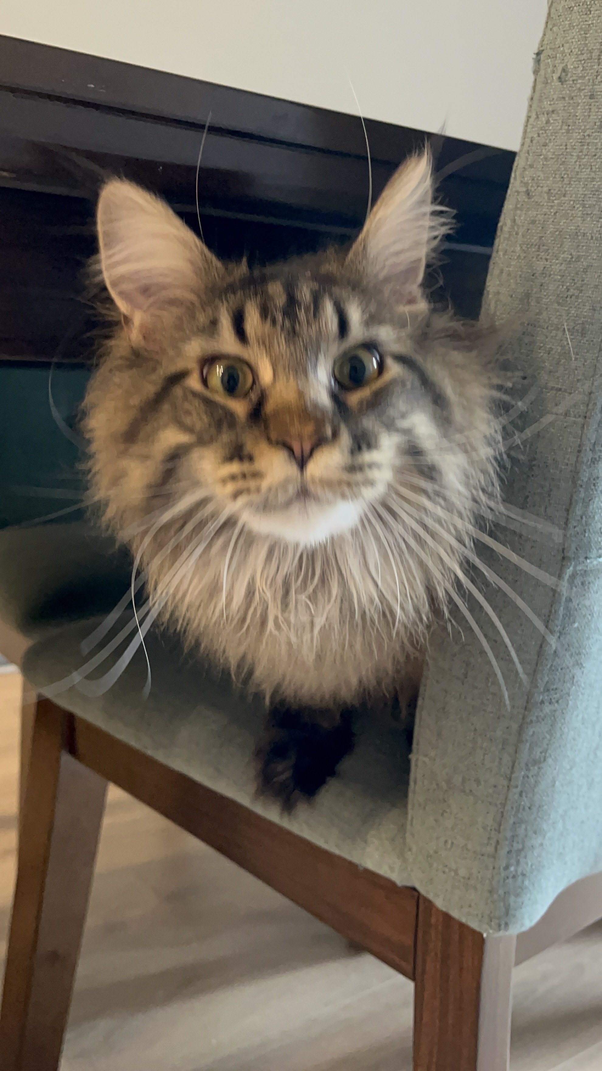 Close-up of a fluffy tabby cat with yellow eyes, looking up at the camera from between a chair and a table.