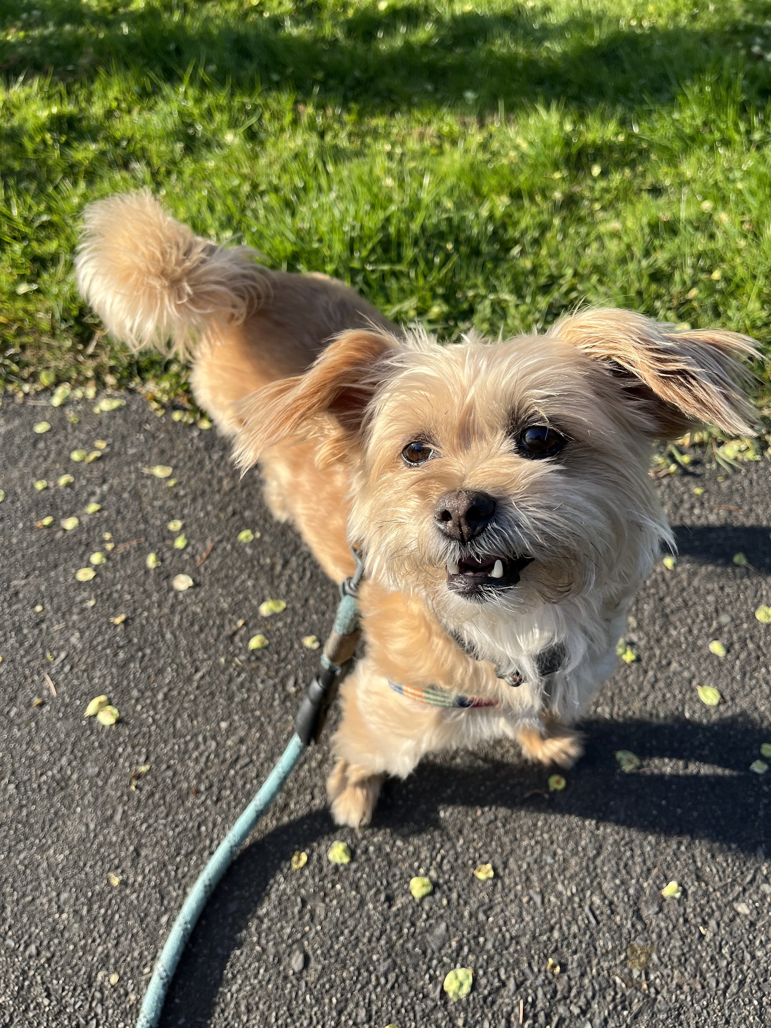 A small tan and white dog with fluffy tail and floppy ears standing on a paved path with green grass in the background, looking up at the camera.