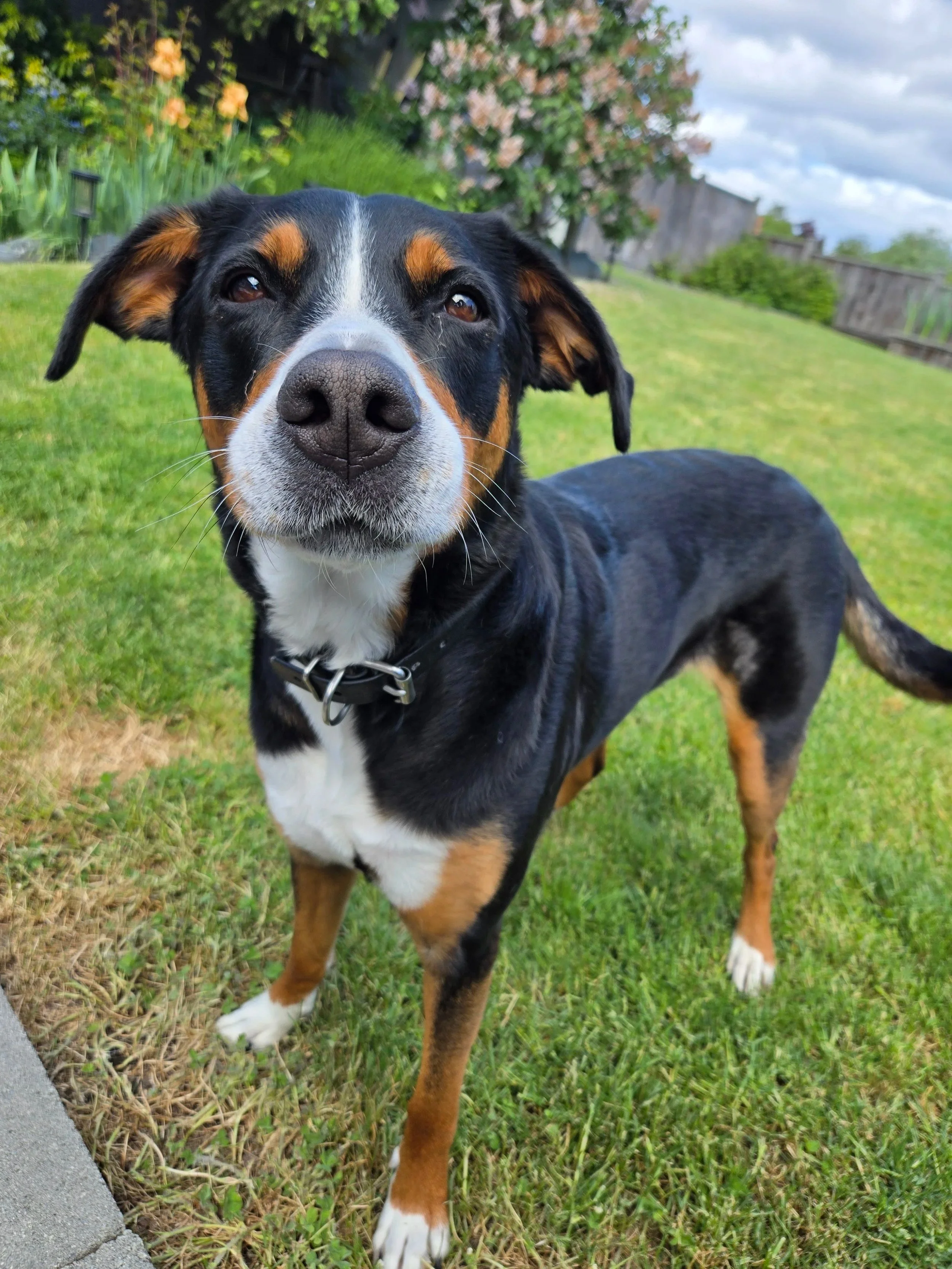 Close-up of a tricolor dog with black, brown, and white fur standing on grass in a backyard.