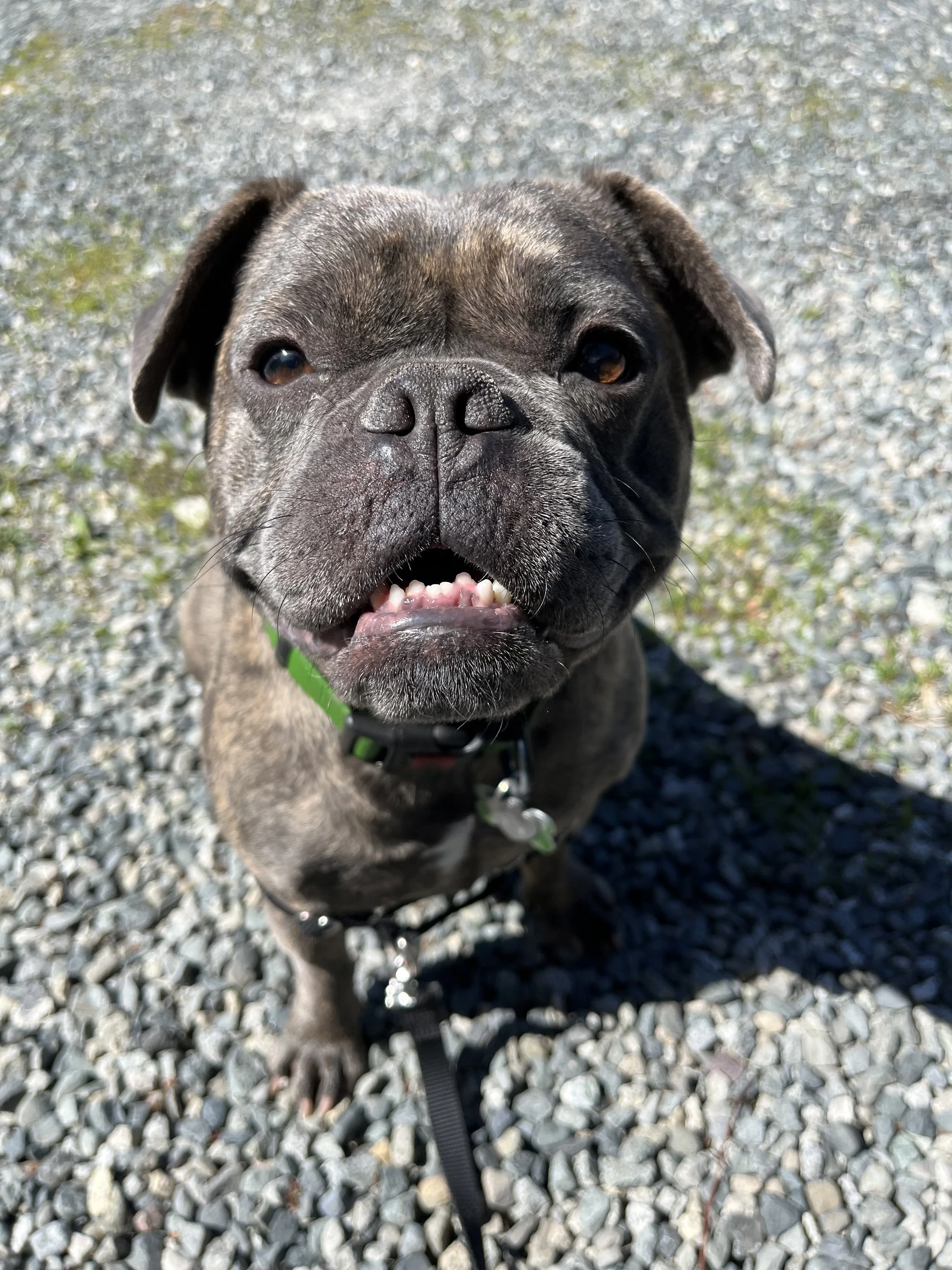Close-up of a brindle-colored French Bulldog with a green collar, standing on gravel, looking up at the camera with its mouth slightly open.