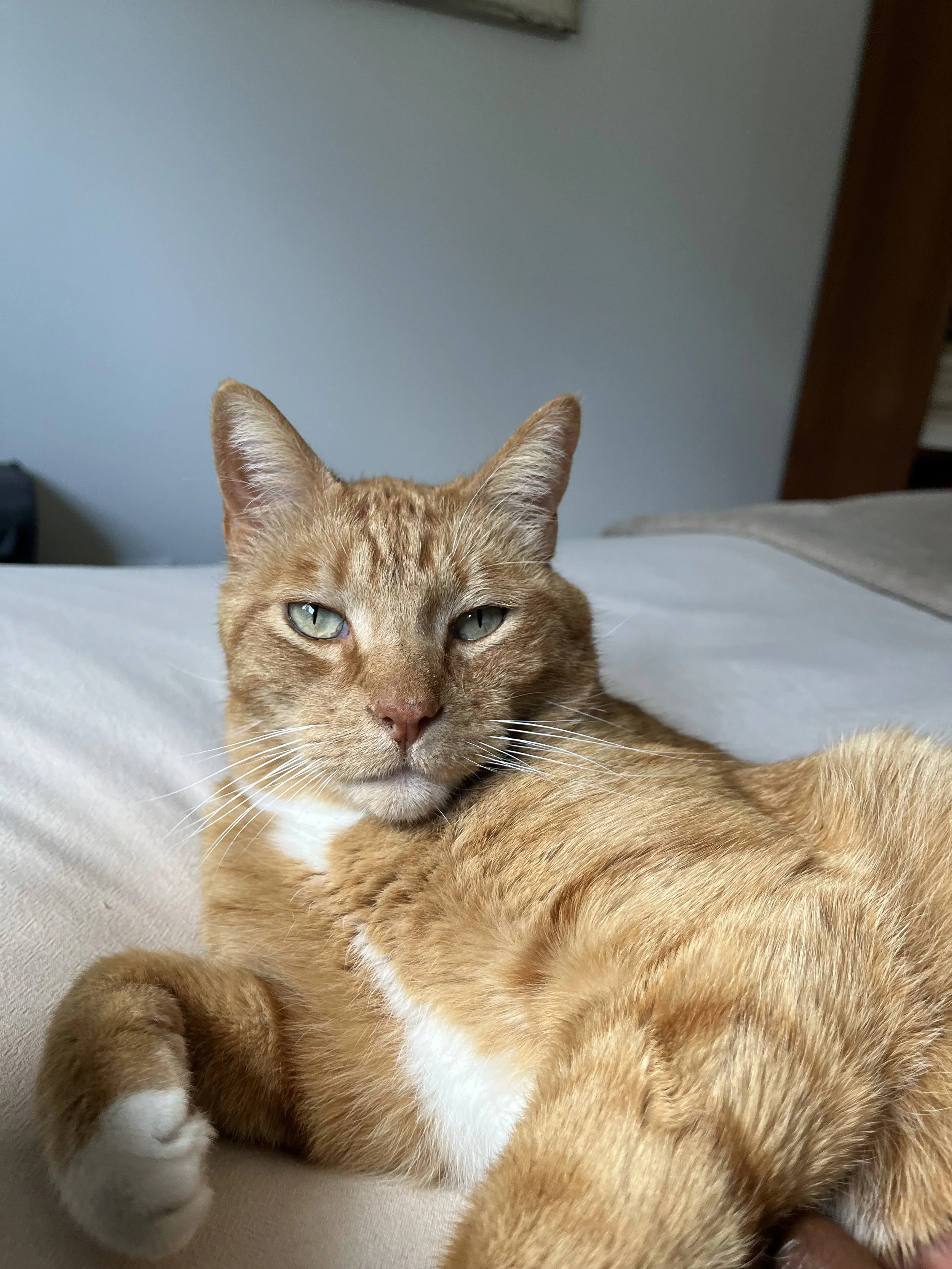 A close-up of an orange tabby cat lying on a bed, gazing at the camera with greenish eyes.