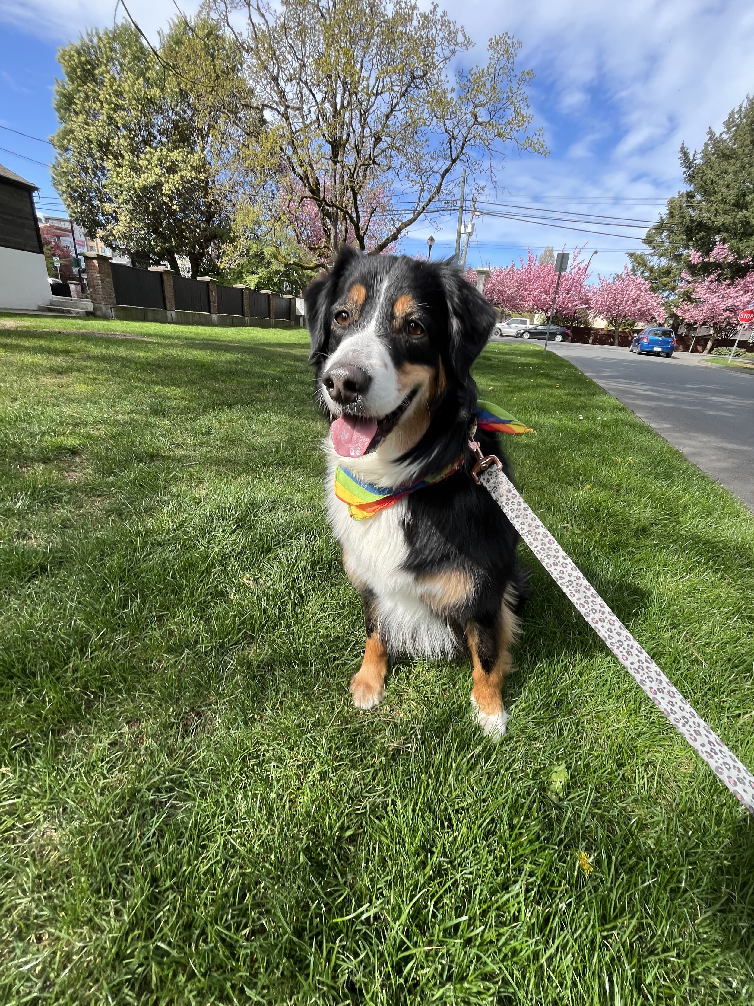 A happy Bernese Mountain Dog with a rainbow bandana sitting on green grass in a park under a blue sky, with pink cherry blossom trees and a street in the background.