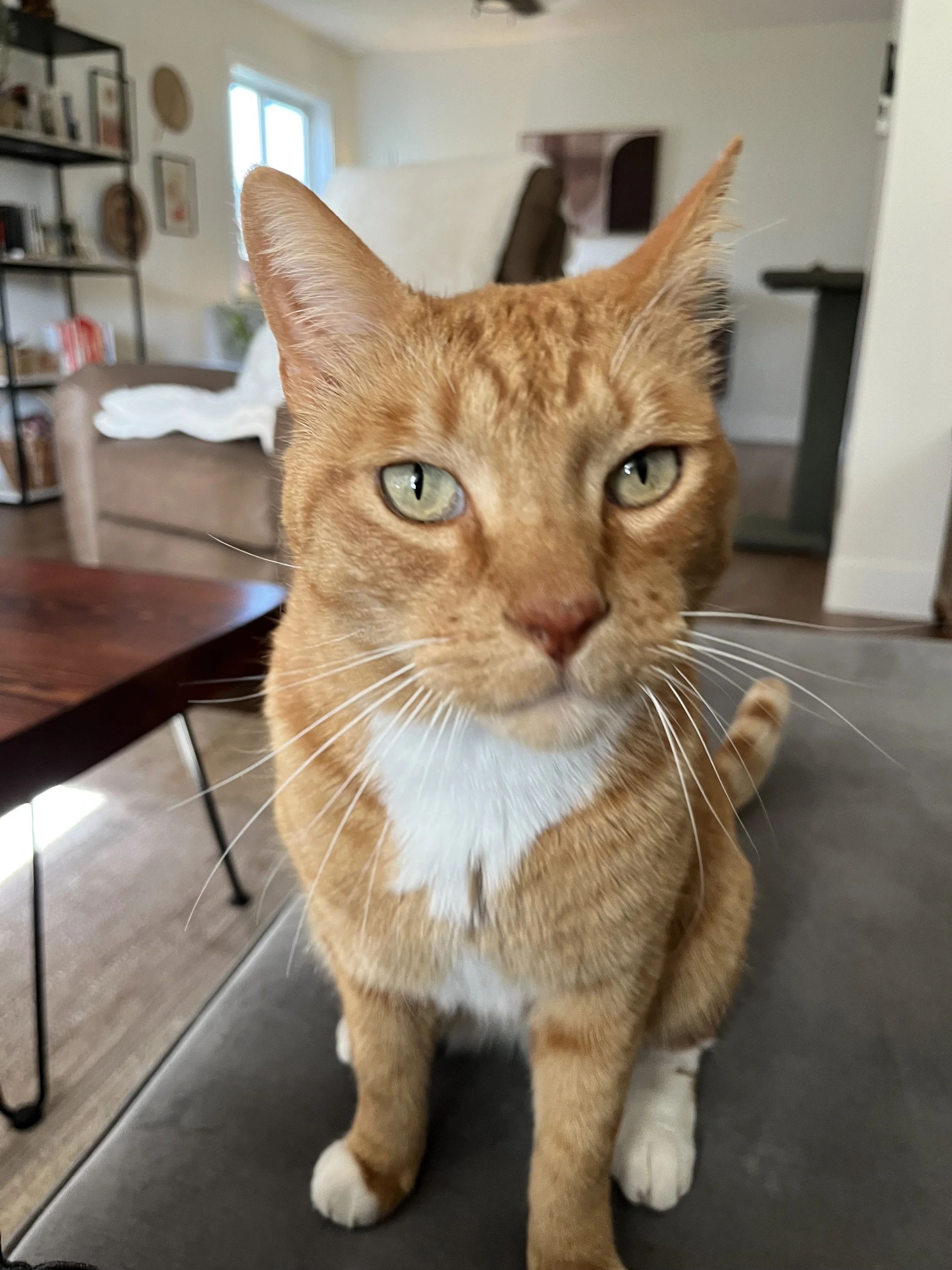 Close-up of an orange tabby cat with green eyes, sitting indoors on a gray surface, in a living room with shelves, a couch, and a window in the background.