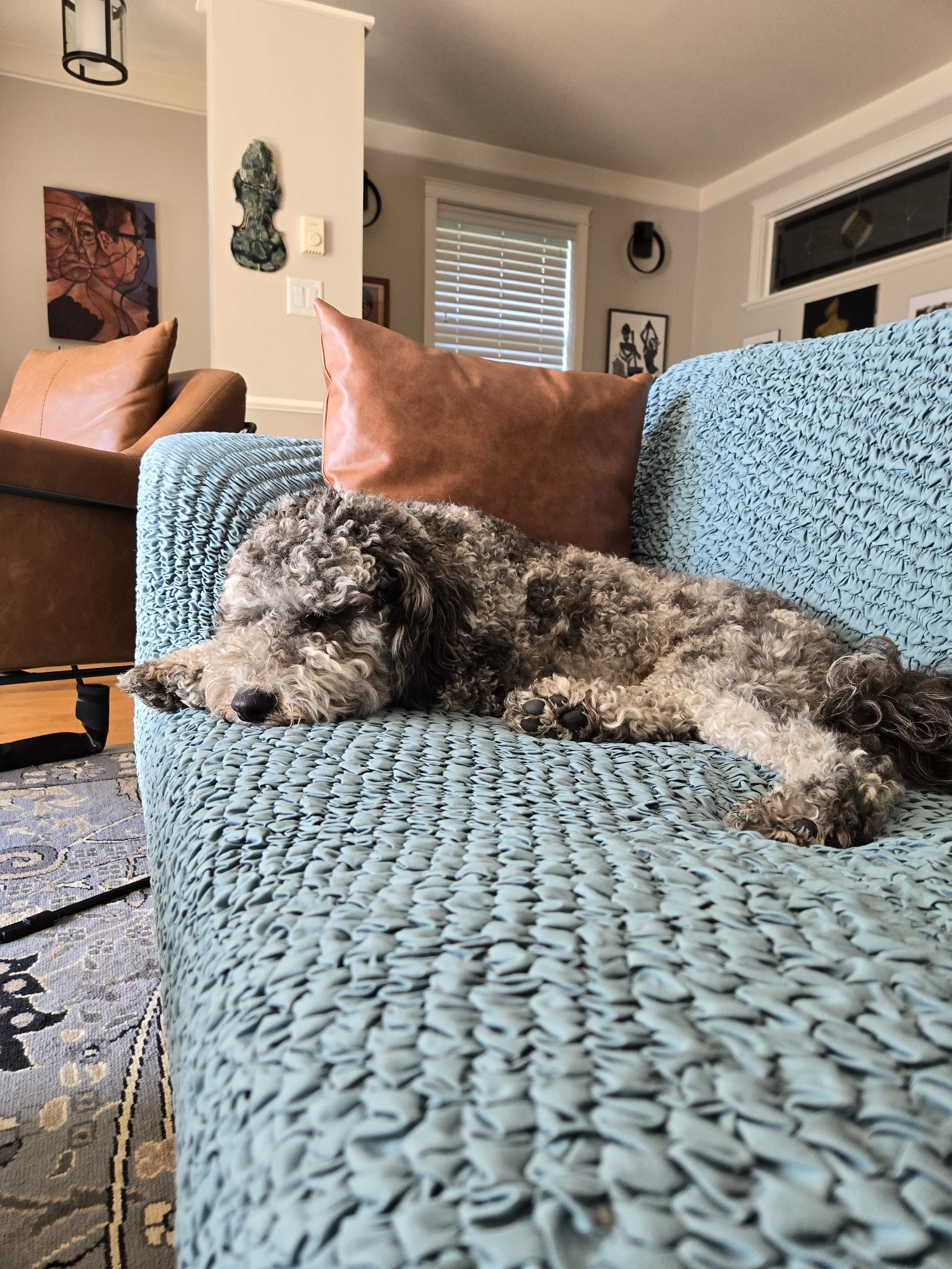 A curly-haired dog relaxing on a textured blue sofa with an orange pillow in a living room. Affordable pet care Victoria BC
