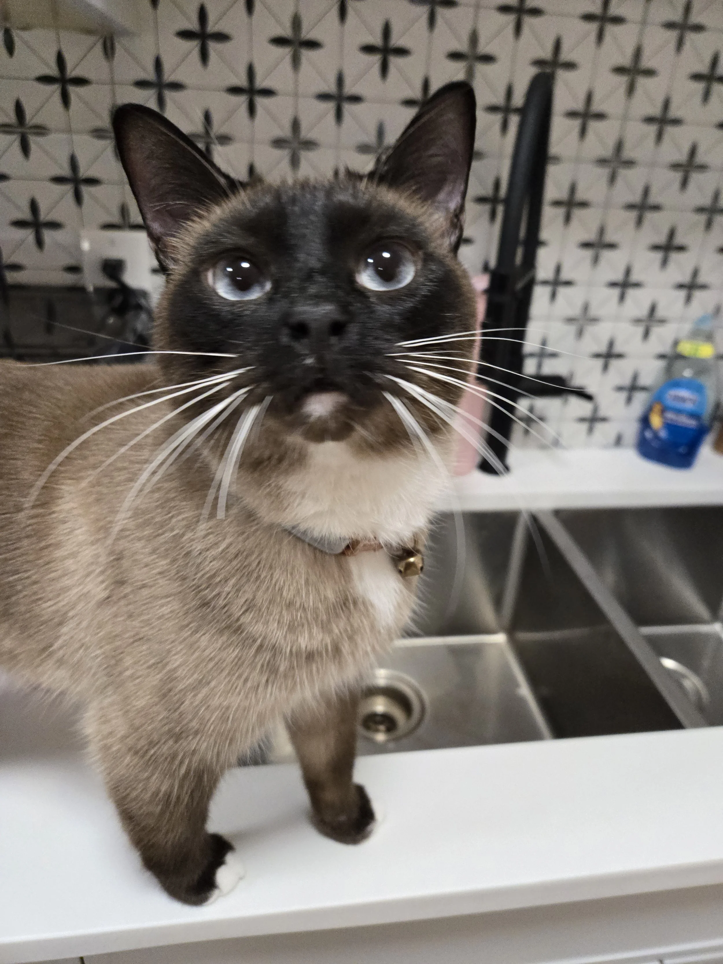 Close-up photo of a Siamese cat with blue eyes, dark face mask, and a bell collar, standing on a white kitchen counter.