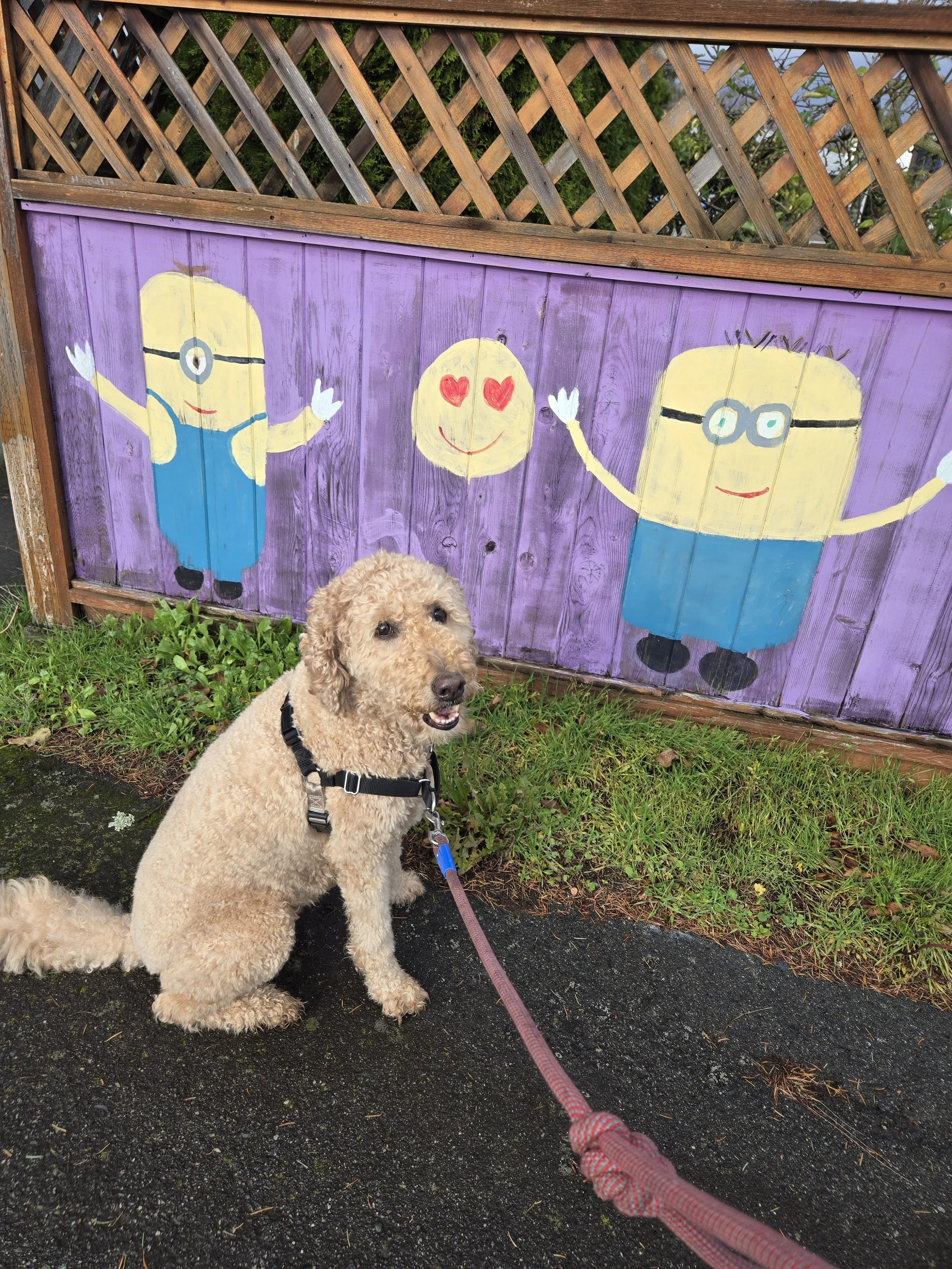 A lovable curly-haired dog sitting on a wet pavement in front of a colorful wooden fence with a painted mural of two Minions characters and a smiling face with hearts for eyes. The dog is on a leash and appears happy.