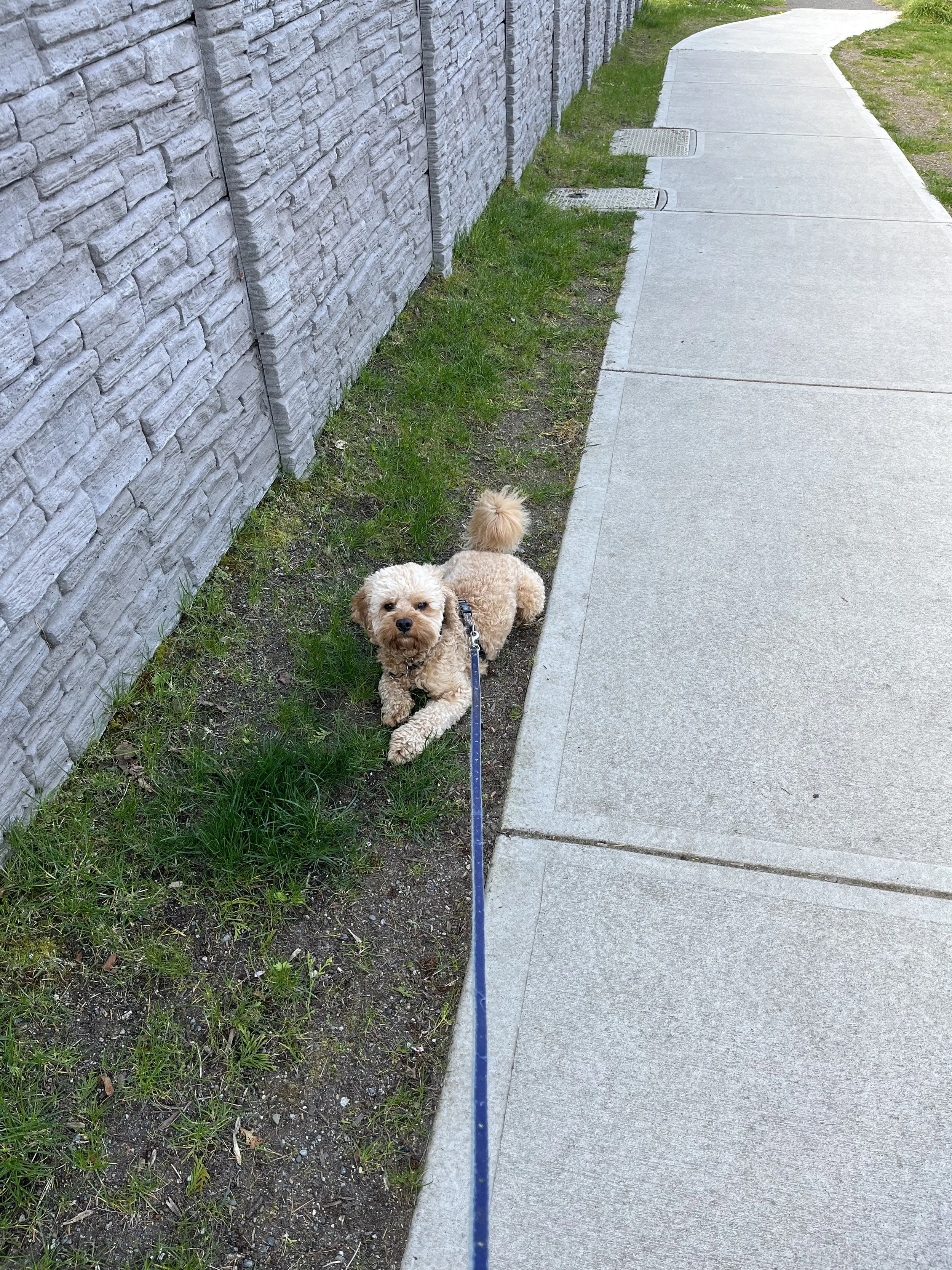 Small tan curly-haired dog on leash lying on grass beside a concrete sidewalk next to a gray brick wall.