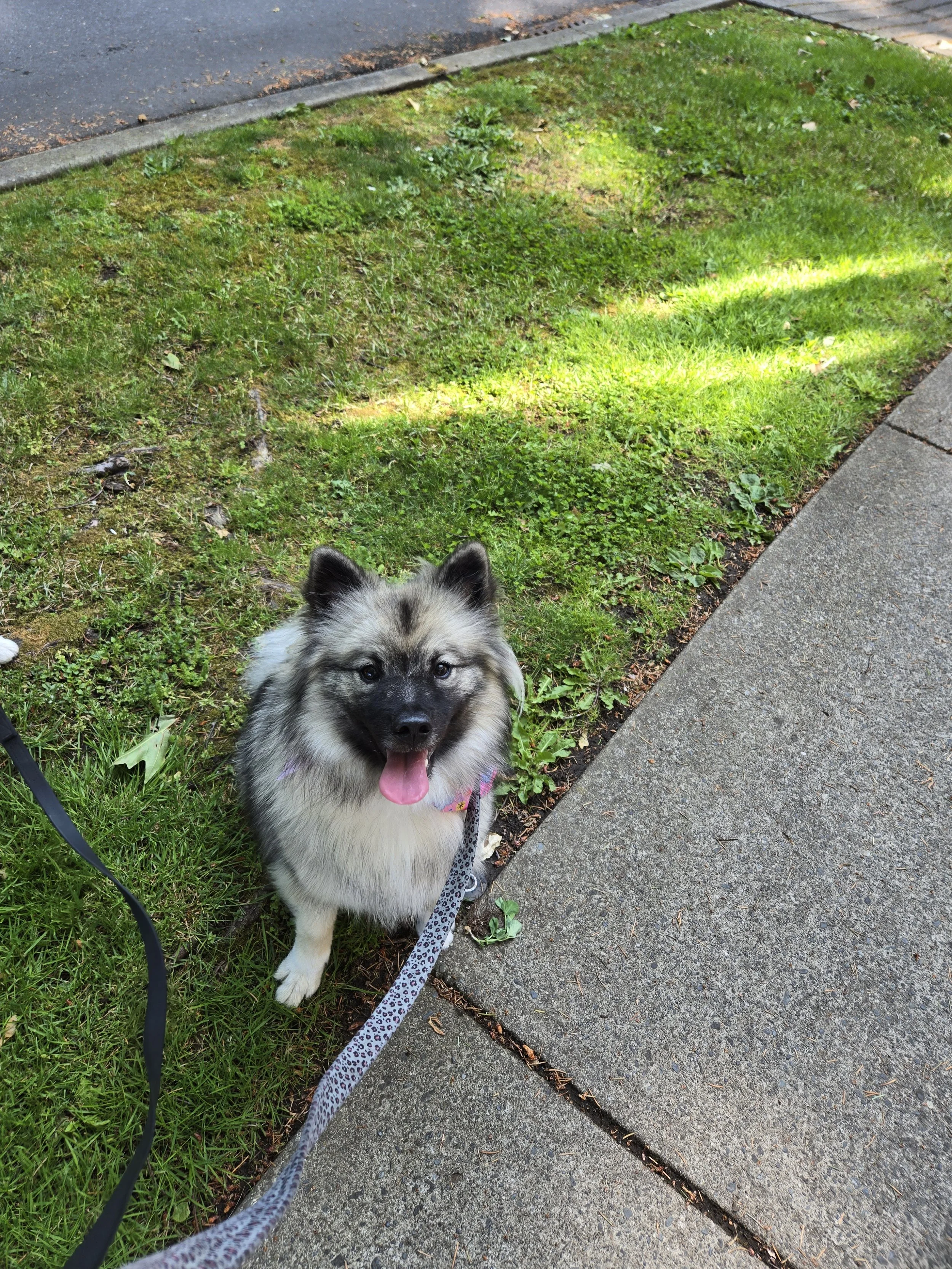 A fluffy gray and white dog with a pink tongue sitting on a grassy lawn next to a sidewalk, on a leash, on a sunny day.
