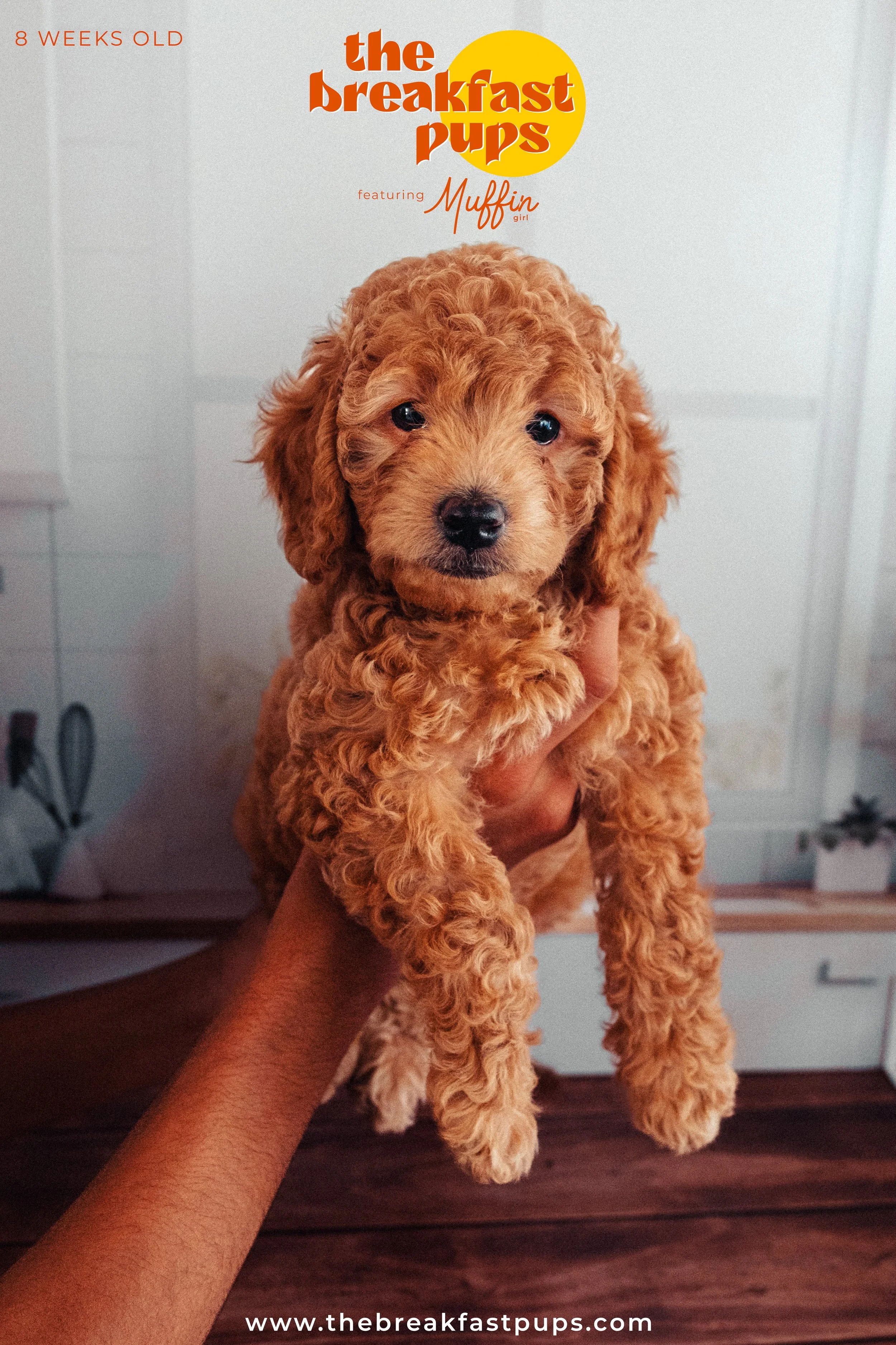Muffin - 8 weeks.jpg